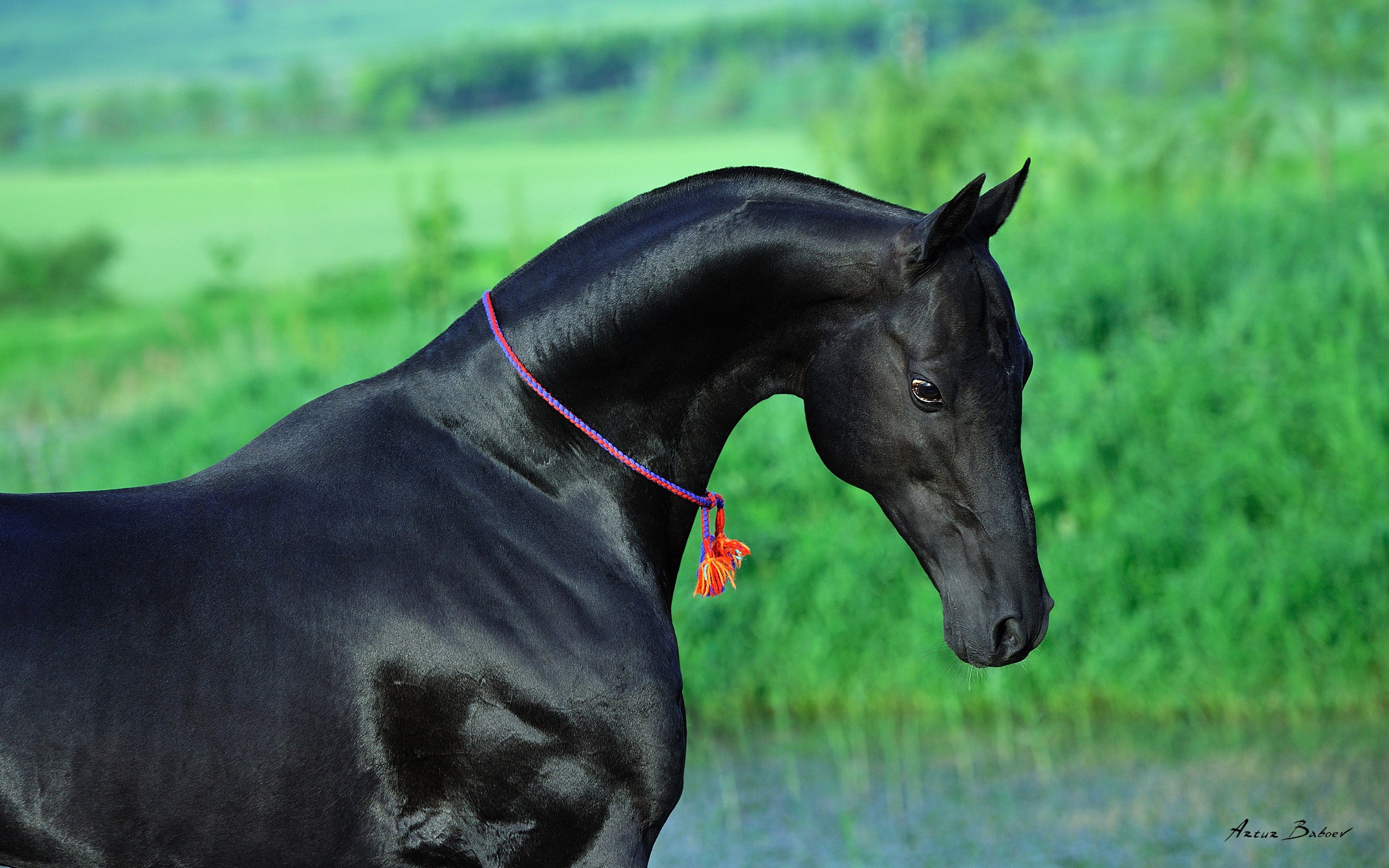 Gallery. Art photos of horses — ARTUR BABOEV | Photographer