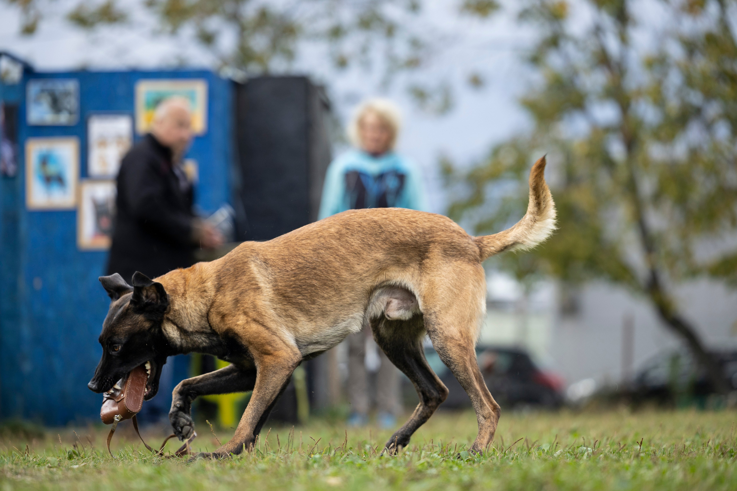 Испытания по Мондьорингу г. Пушкин. Фотограф-анималист Анна Маринич