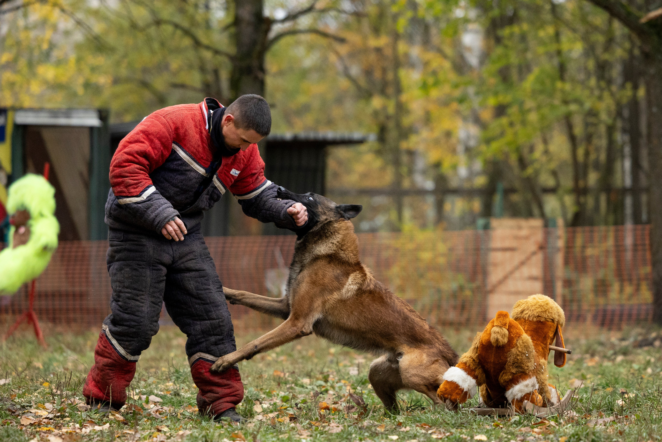 Соревнования по Мондьорингу г. Вологда. Фотограф-анималист Анна Маринич