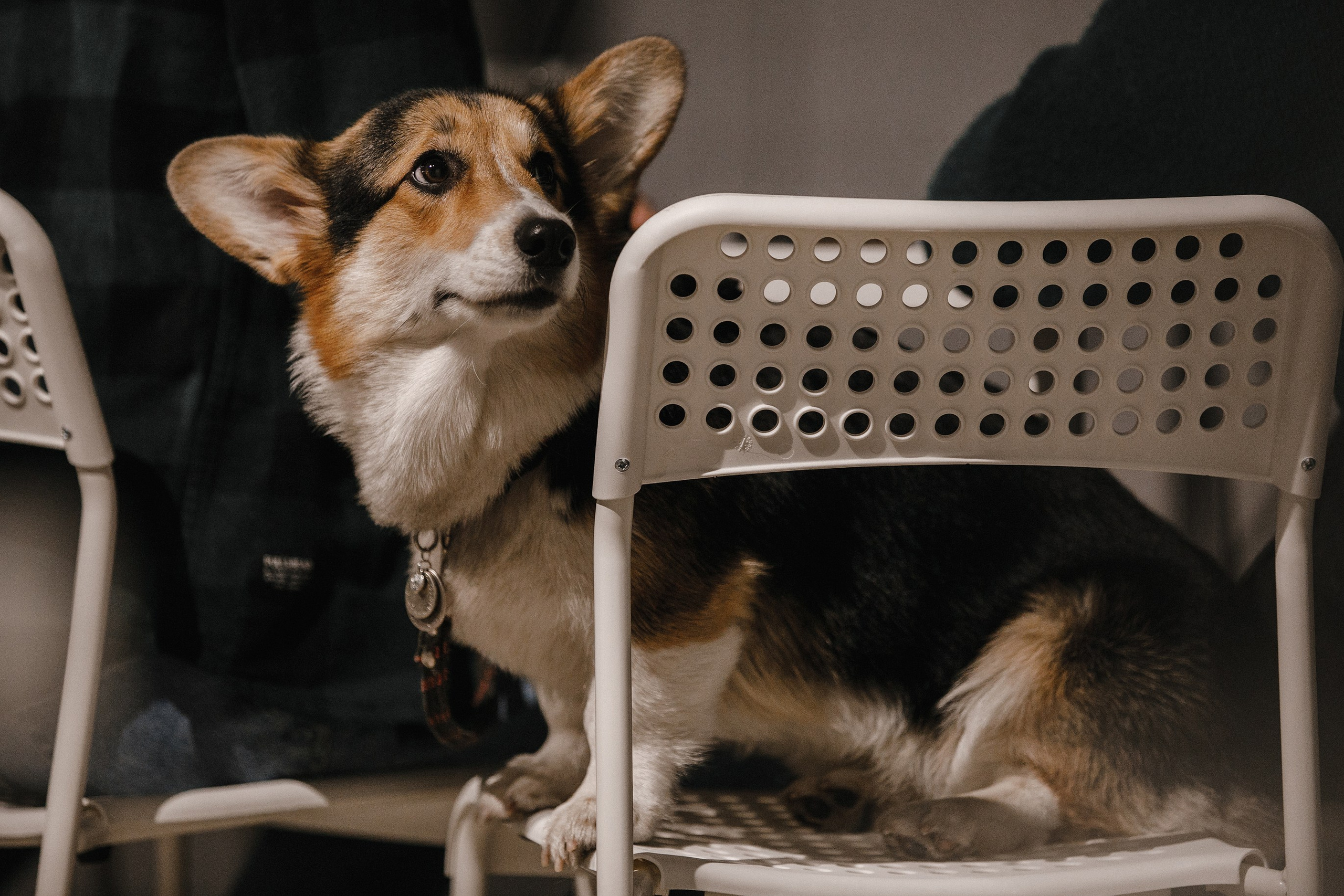 17.10.2021 // Дог-френдли день в Артплей. Фотовыставки serebro.gallery, в которых автором можешь стать ты! | Москва