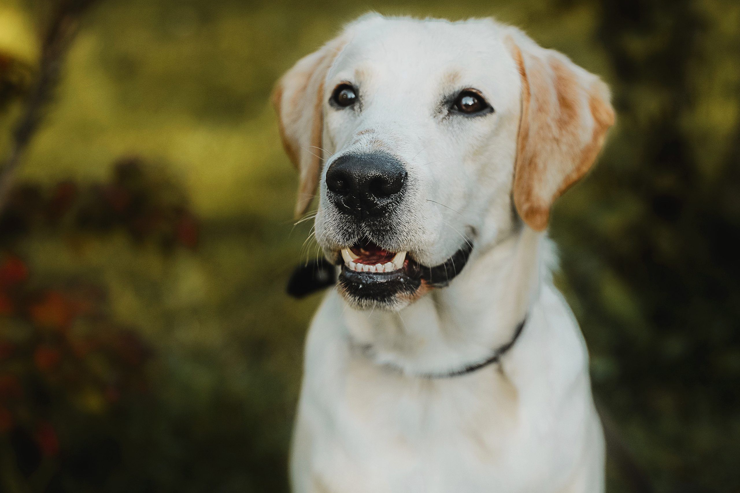 Фотографии с четвероногими друзьями. Фотограф Ксения Радионова. г. Сургут