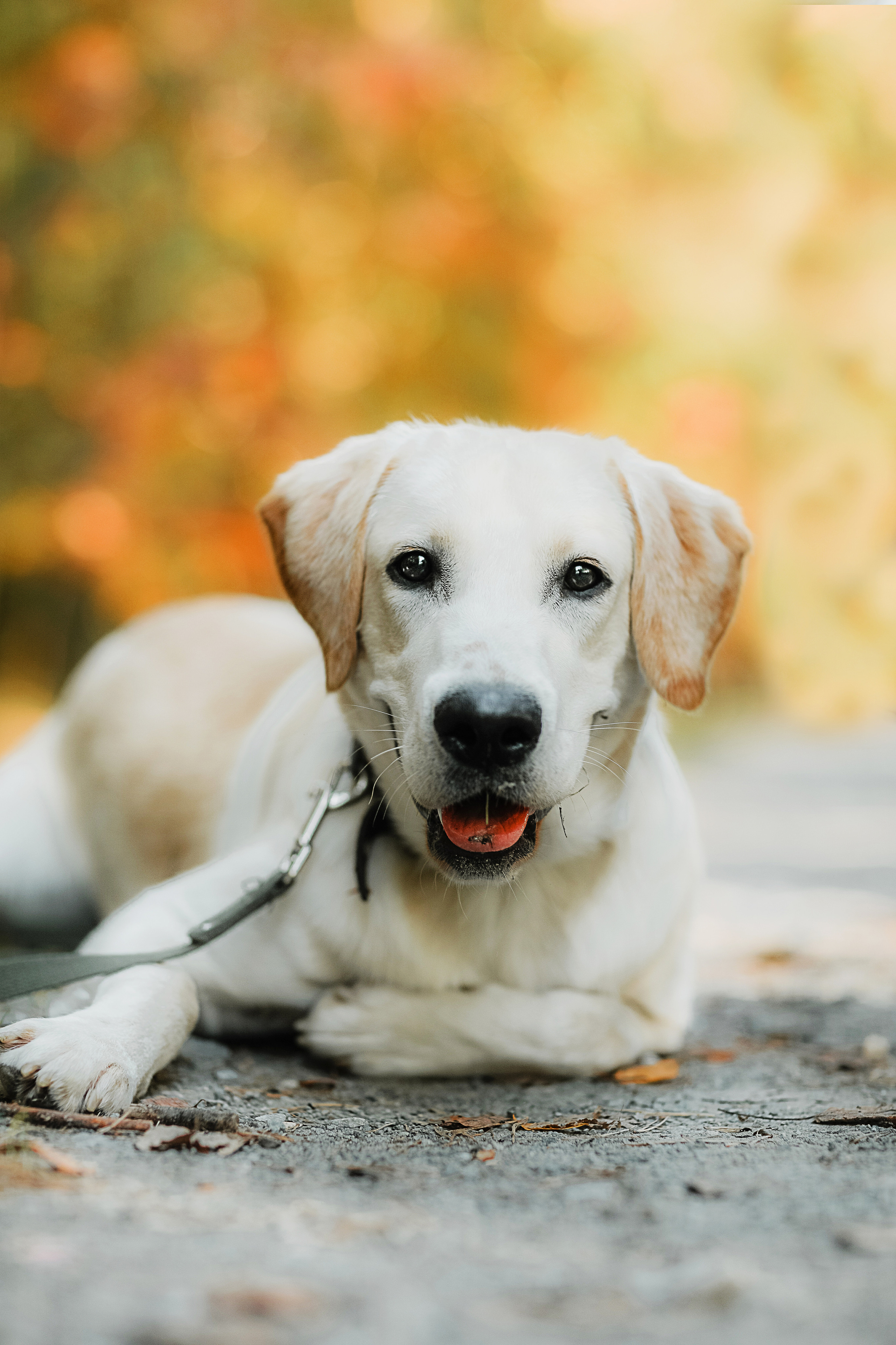 Фотографии с четвероногими друзьями. Фотограф Ксения Радионова. г. Сургут