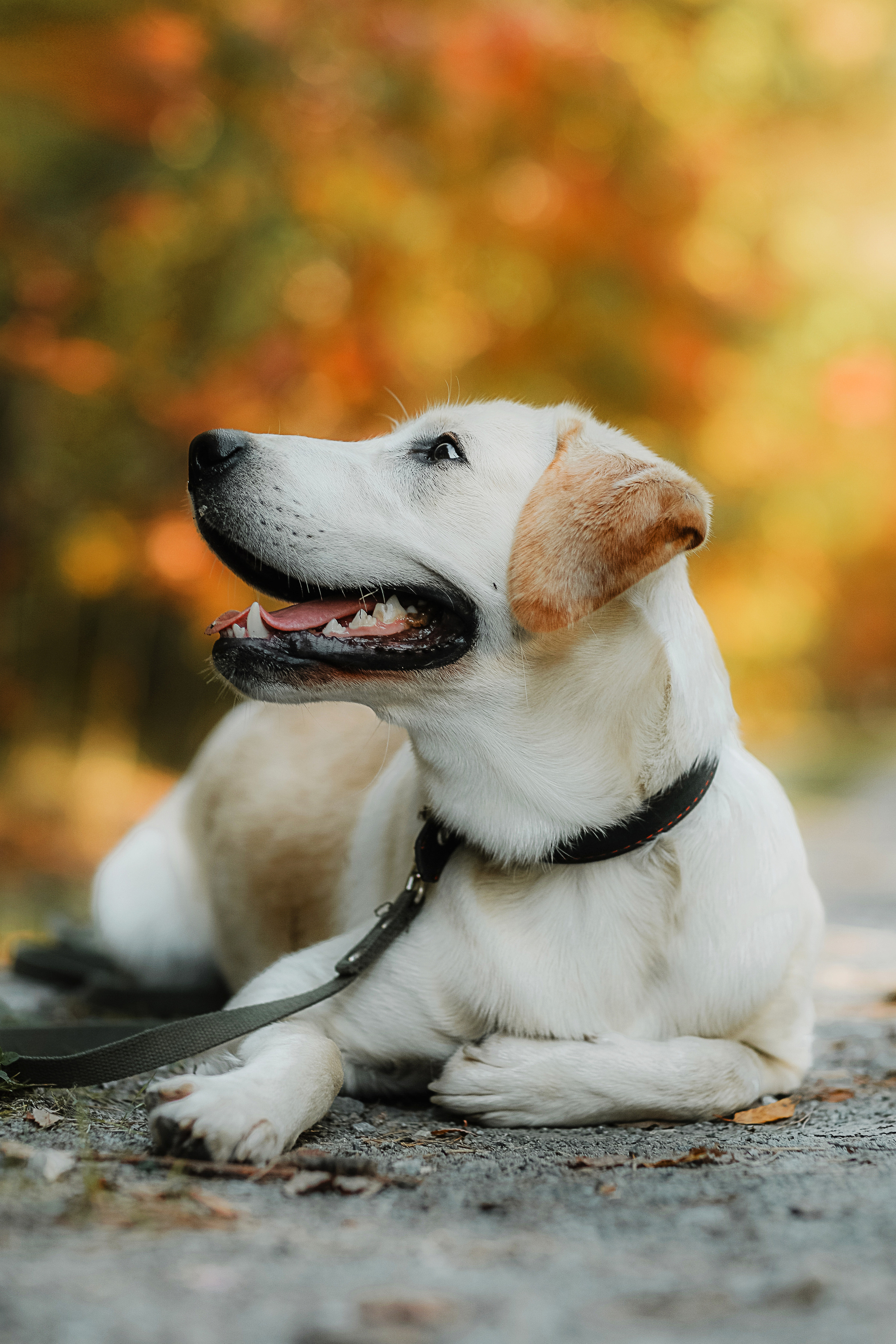 Фотографии с четвероногими друзьями. Фотограф Ксения Радионова. г. Сургут