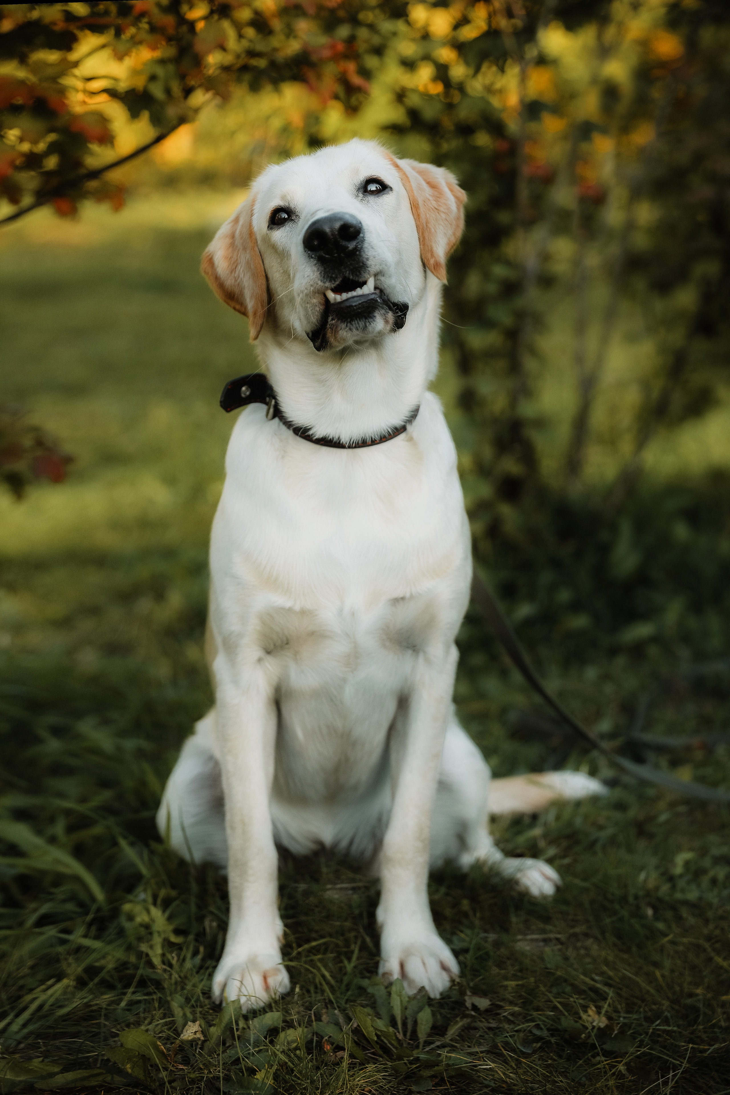Фотографии с четвероногими друзьями. Фотограф Ксения Радионова. г. Сургут