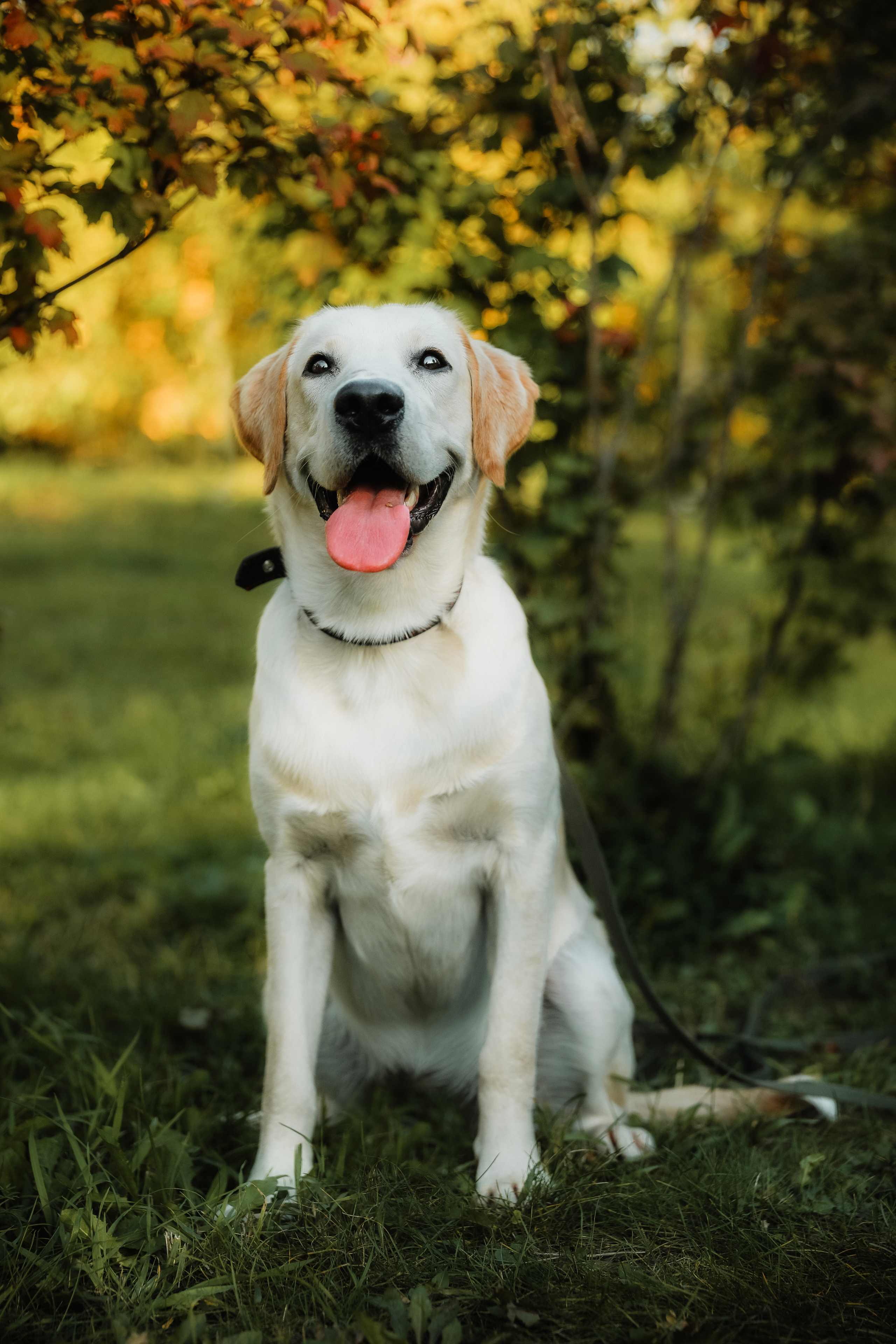 Фотографии с четвероногими друзьями. Фотограф Ксения Радионова. г. Сургут