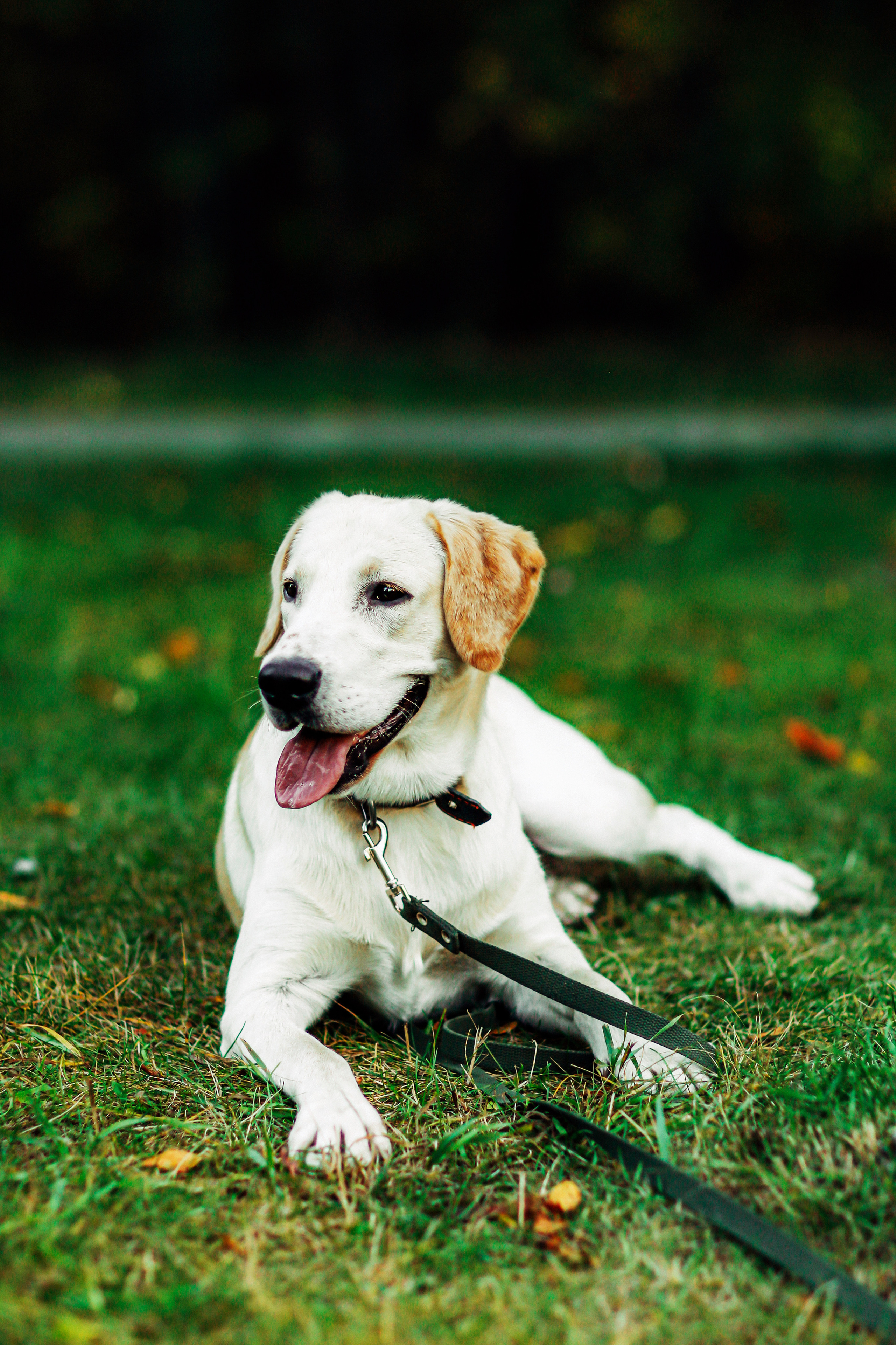 Фотографии с четвероногими друзьями. Фотограф Ксения Радионова. г. Сургут