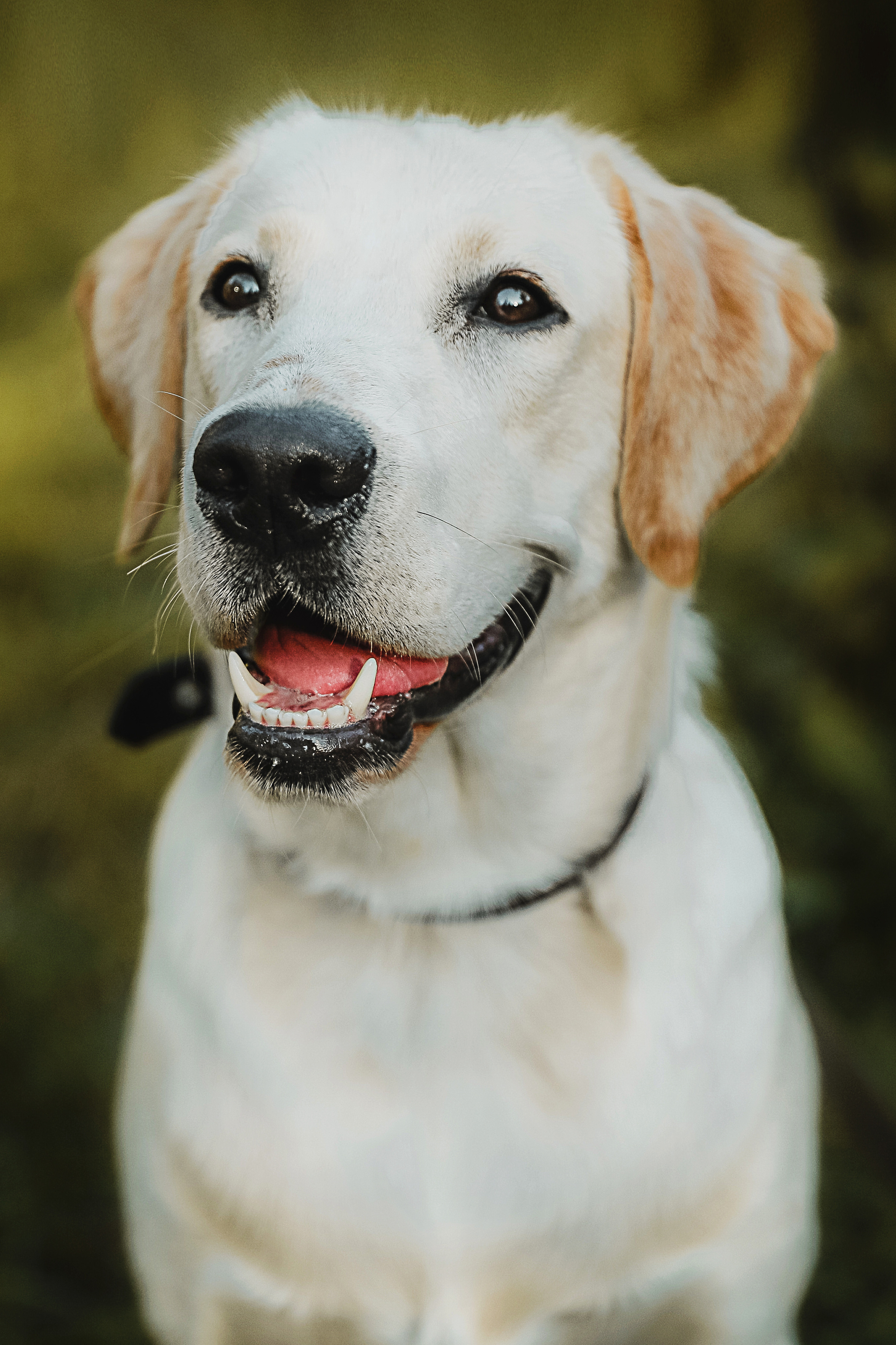 Фотографии с четвероногими друзьями. Фотограф Ксения Радионова. г. Сургут
