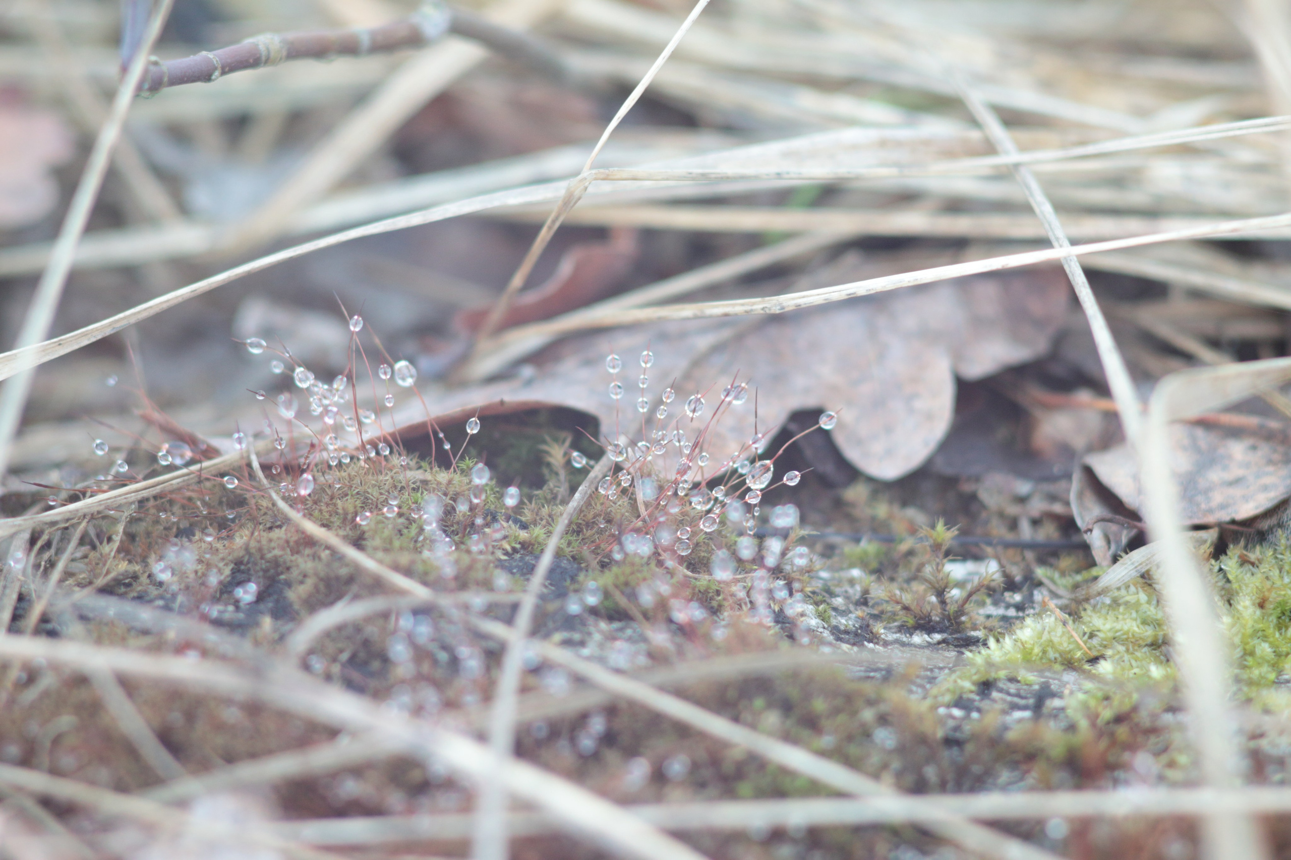 Старое природное, отбирала Katamount (Катерина Горохова). Главная