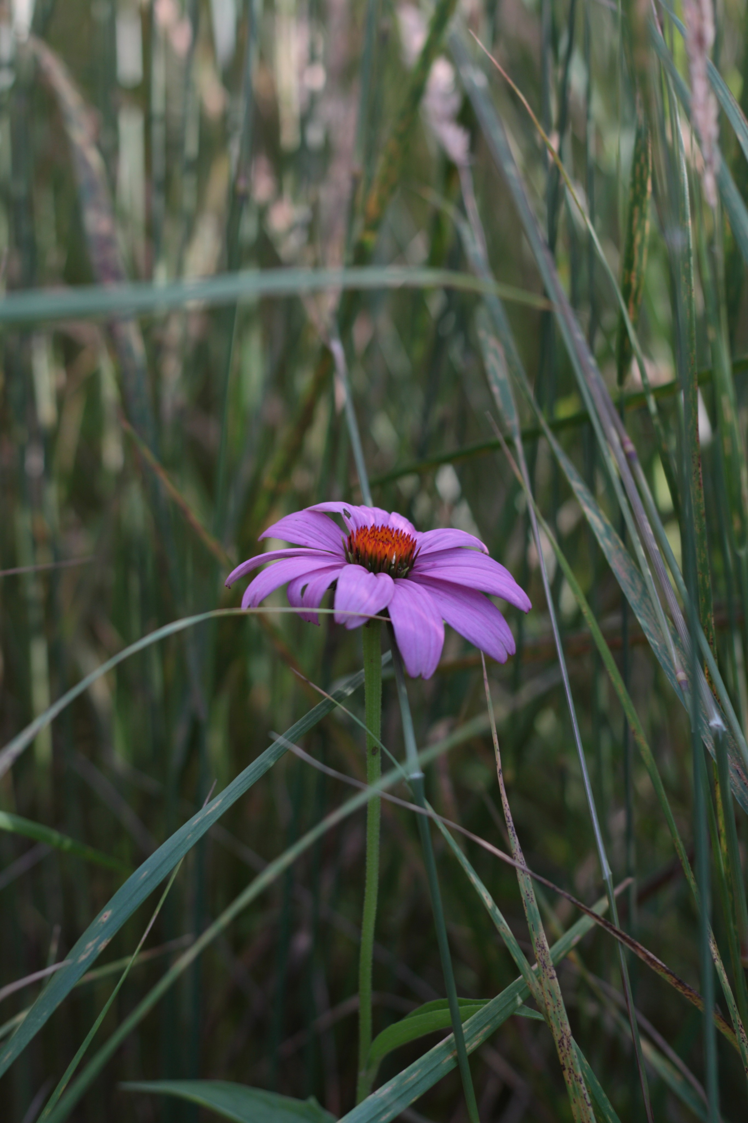 Старое природное, отбирала Katamount (Катерина Горохова). Главная