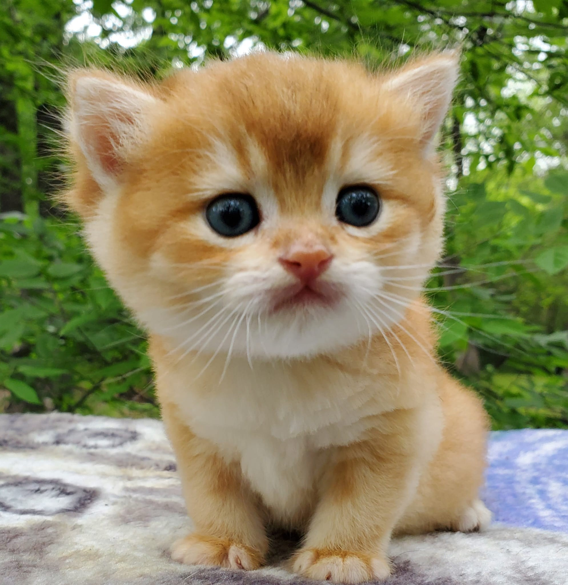 Bari, male, DB-03.23.25, sold. British shorhair Cats