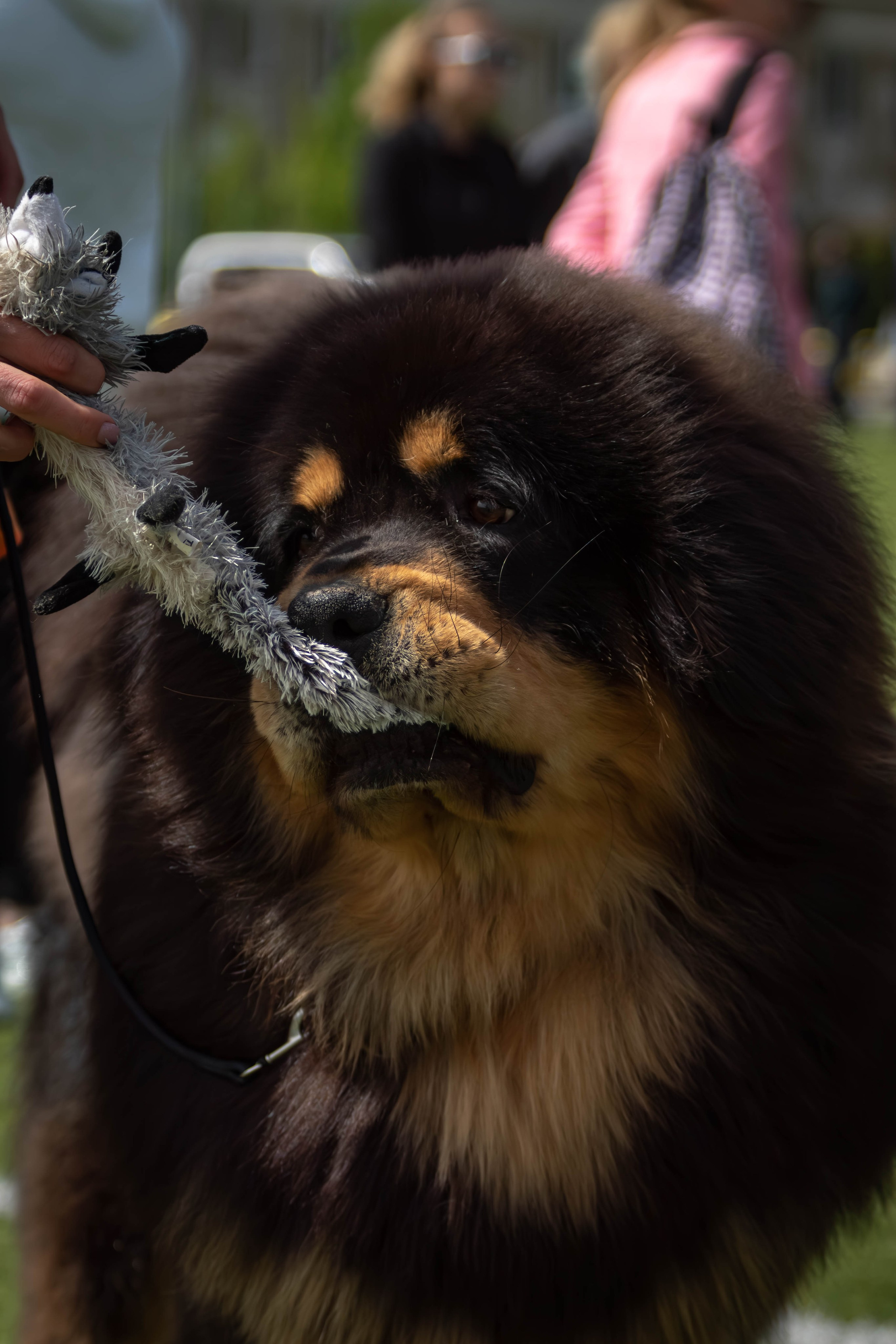 Фотограф анималист Тула 