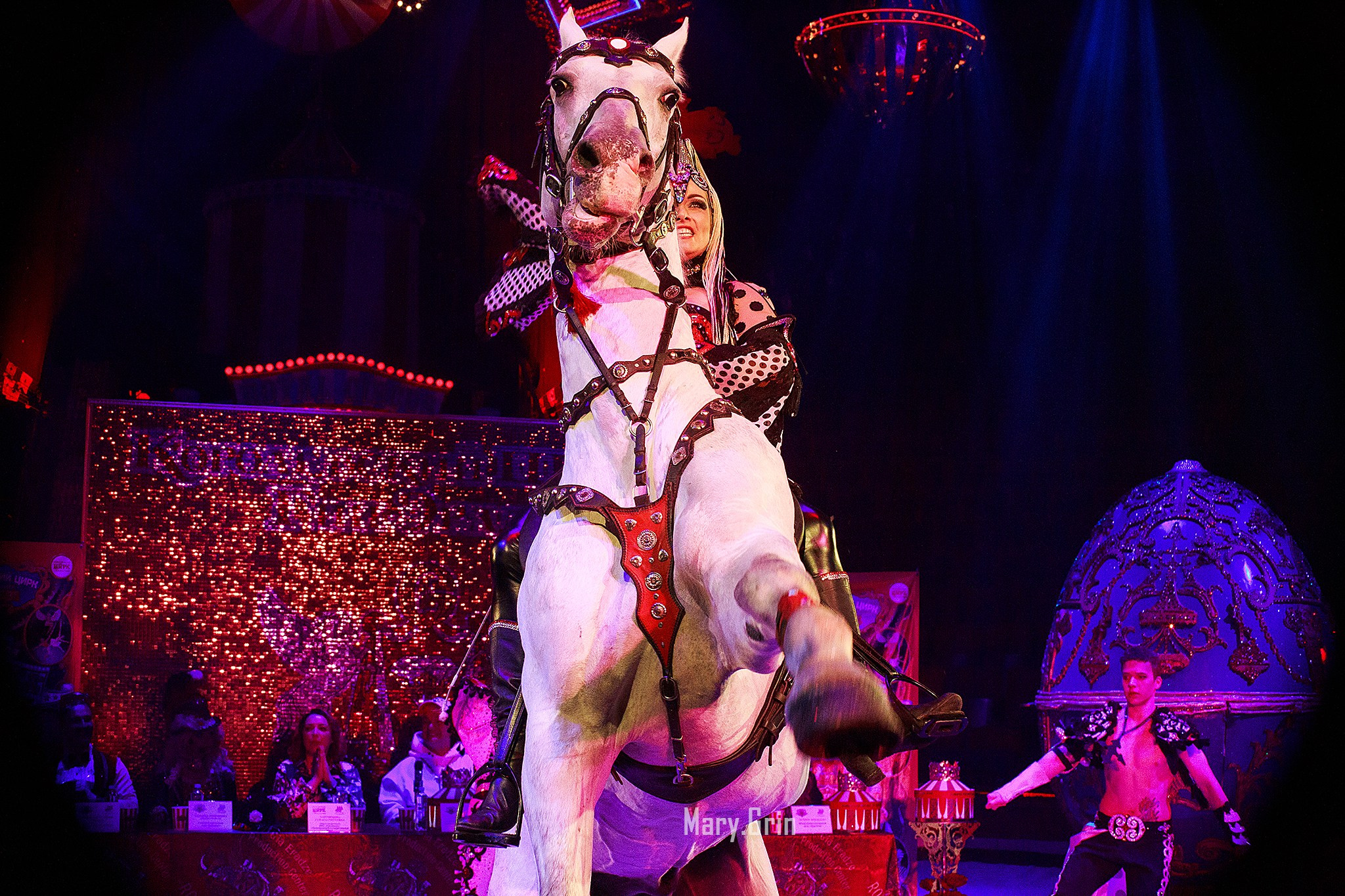 Цирк Гии Эрадзе. Детский и семейный фотограф, фотограф мероприятий Нижний Новгород