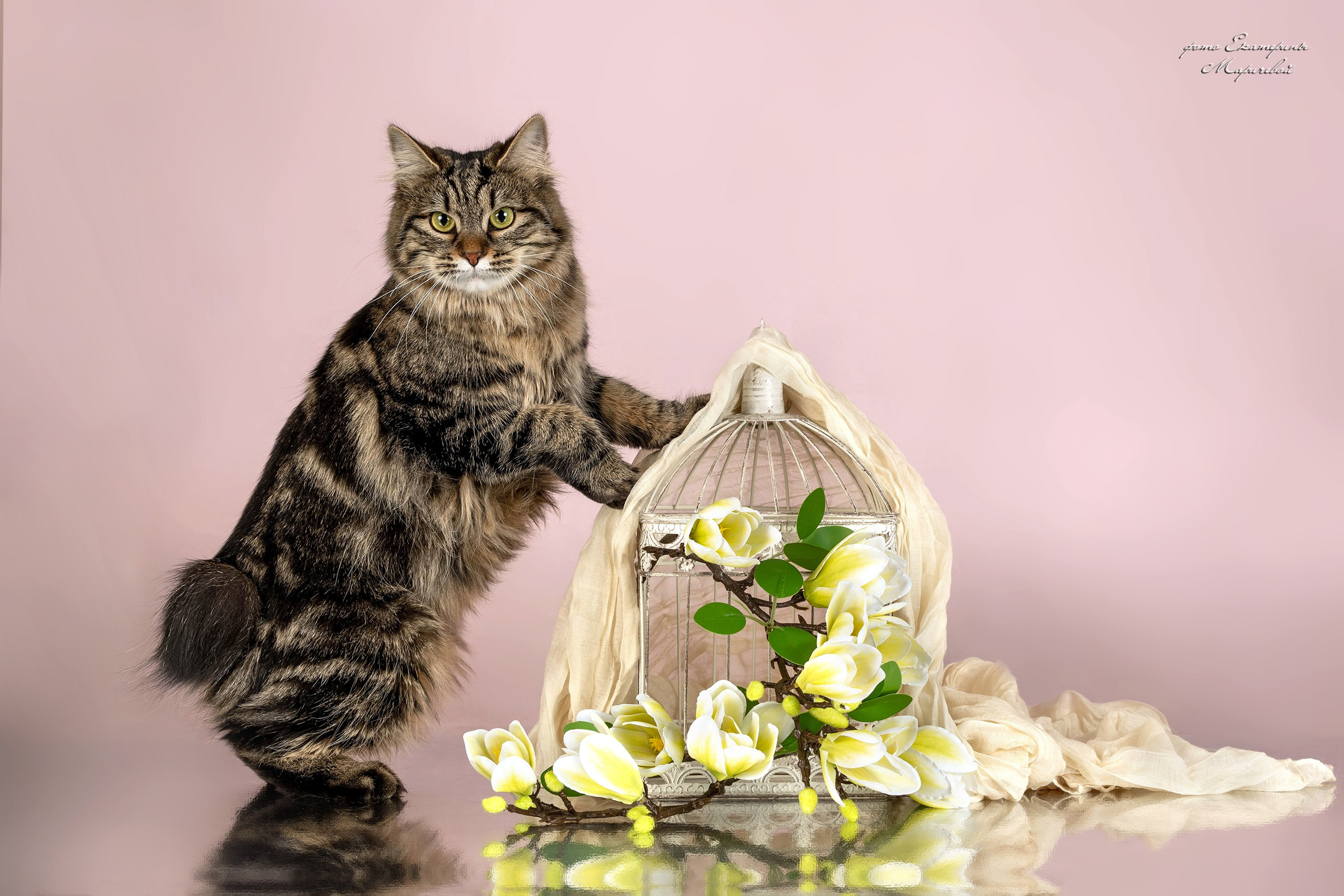 Пастельные фоны. Фотограф-анималист в Омске Екатерина Маричева