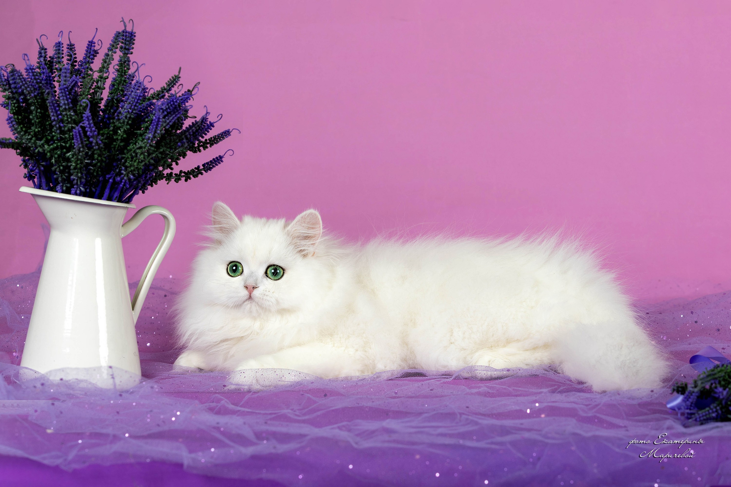 Галерея котят. Фотограф-анималист в Омске Екатерина Маричева