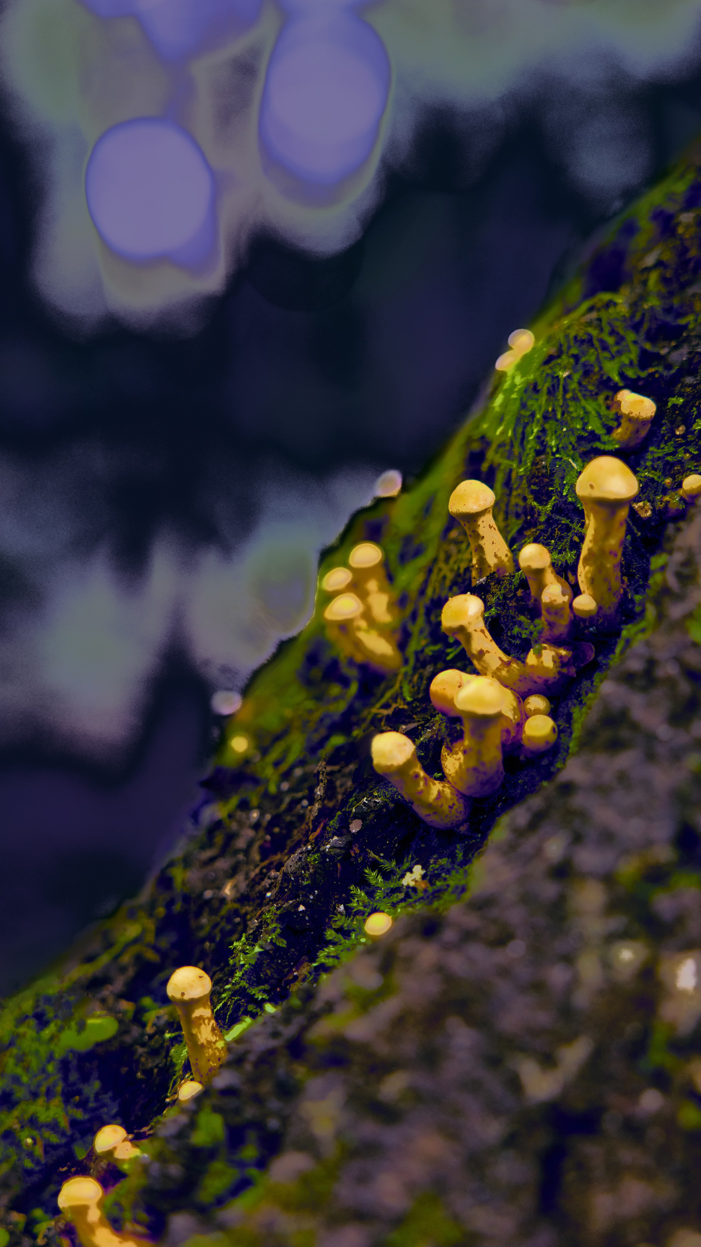 Интерьерные картины. Ангелина Журавлева Фотограф в Москве