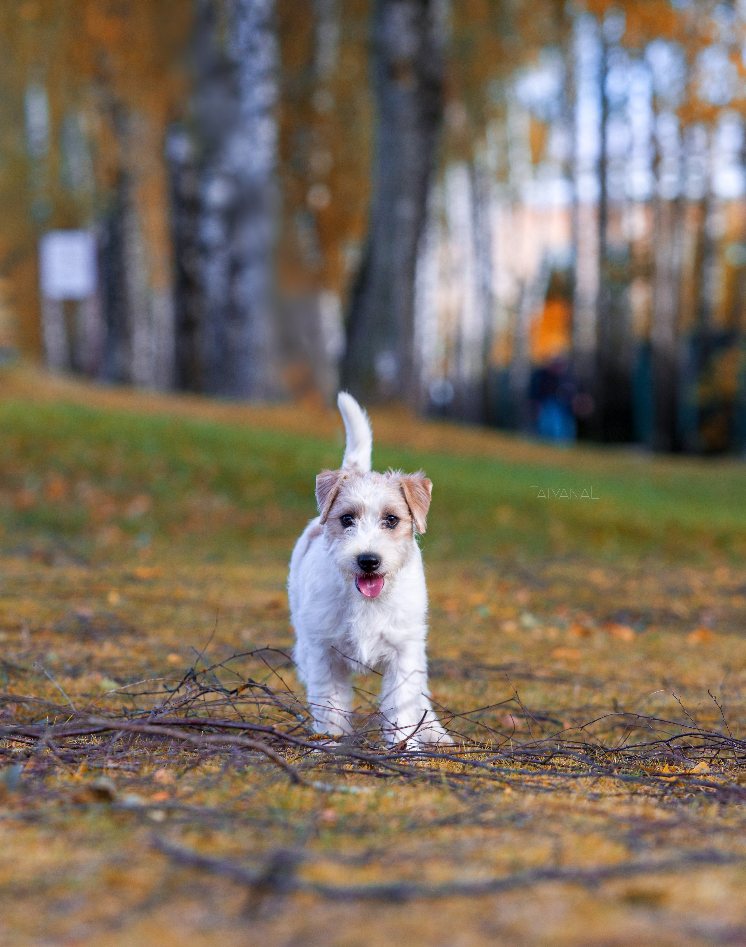 Ассорти. Фотограф — анималист Татьяна Ли