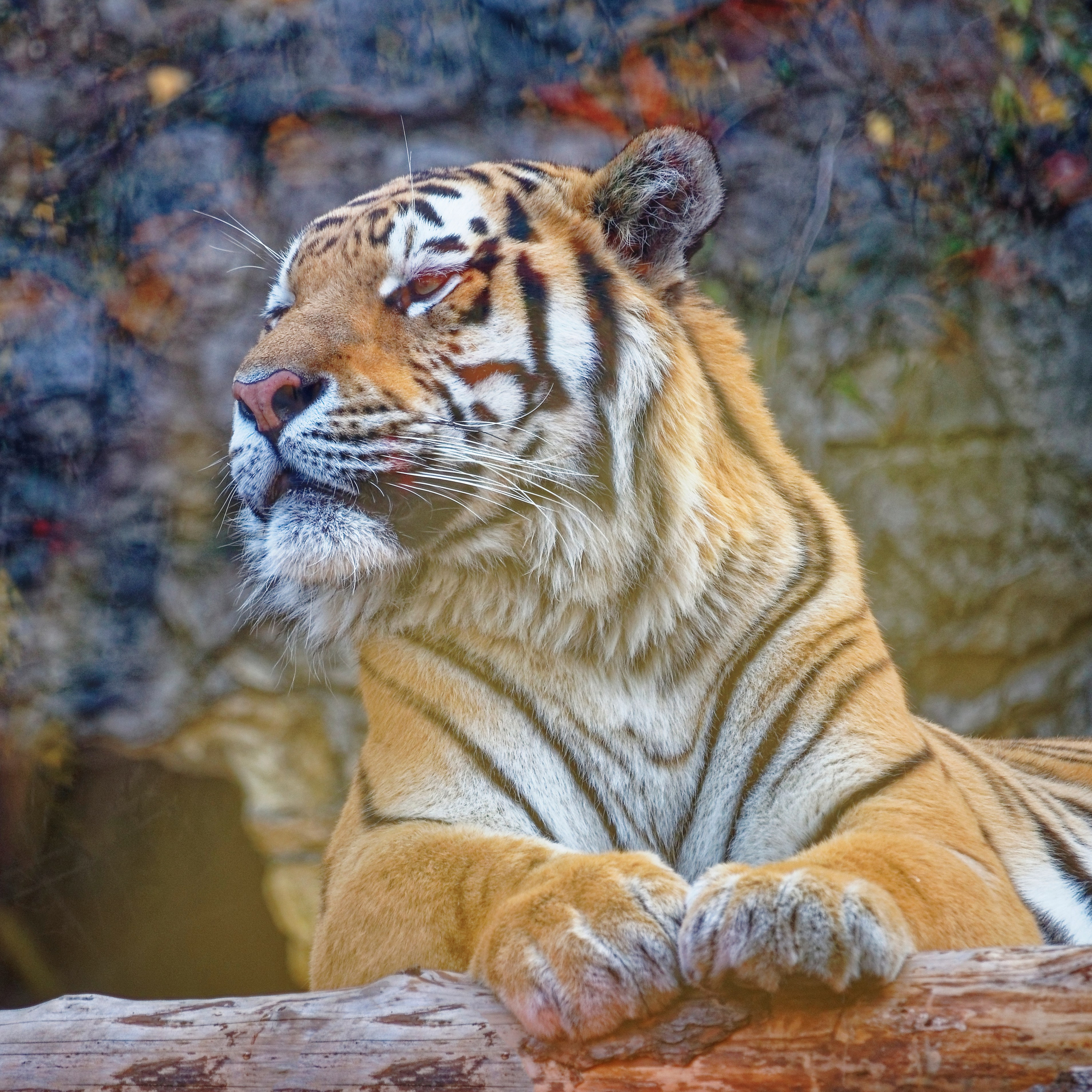 МОСКОВСКИЙ ЗООПАРК. Фотограф Владимир Роля