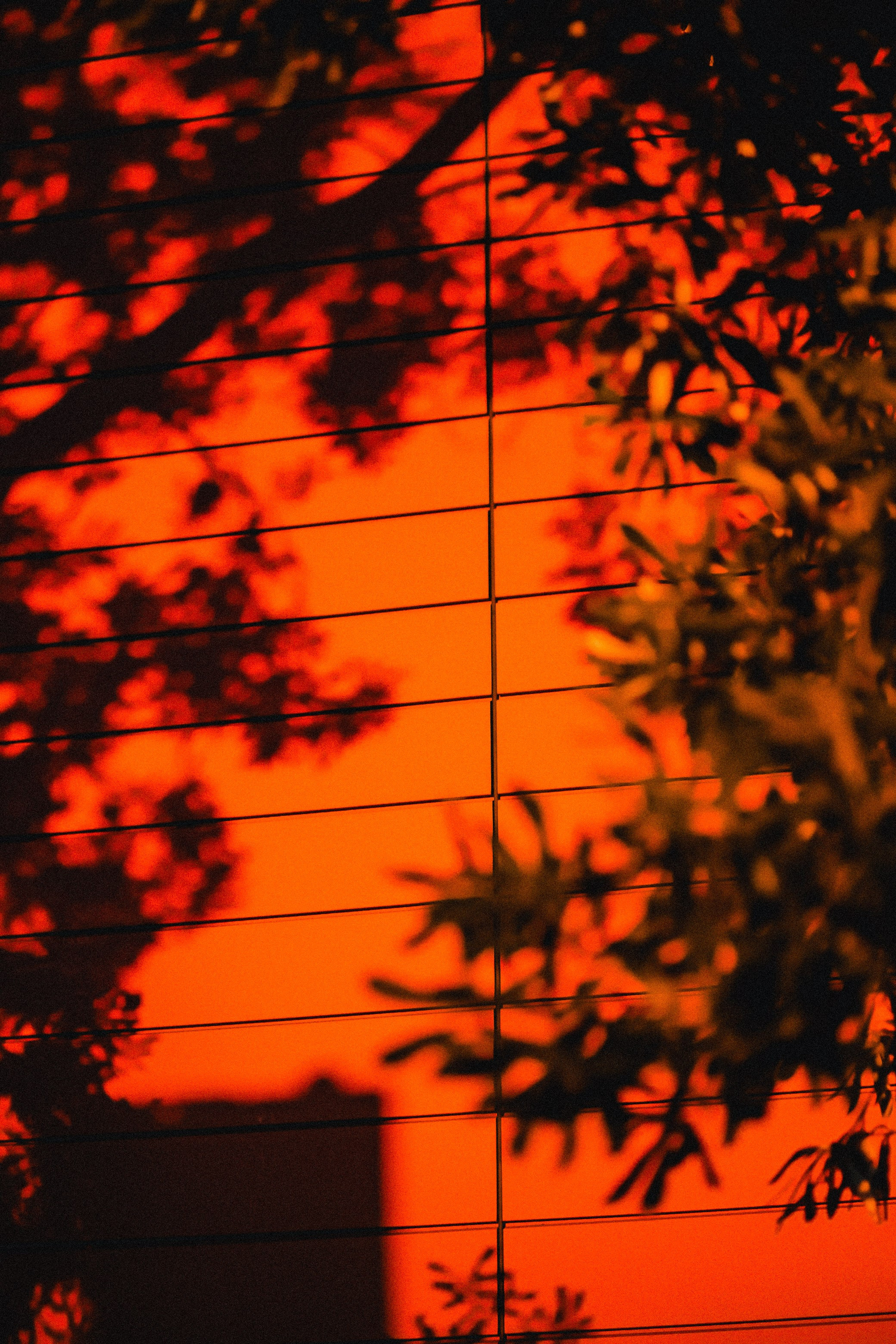 Sydney suburban vibes screensavers. Color Photography & Videography in Moscow | by Lil Kicha