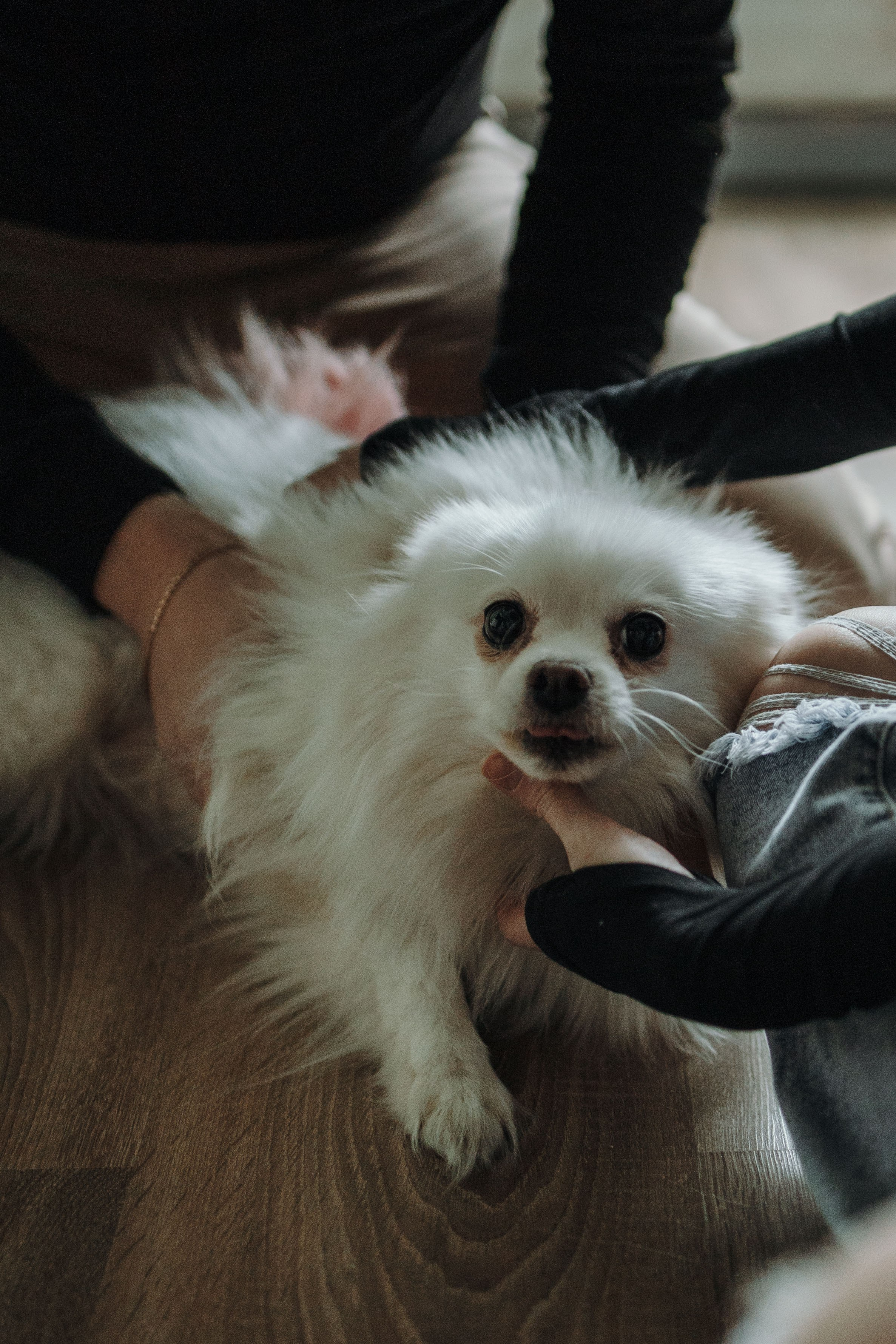 Шпиц Мася и ее семья