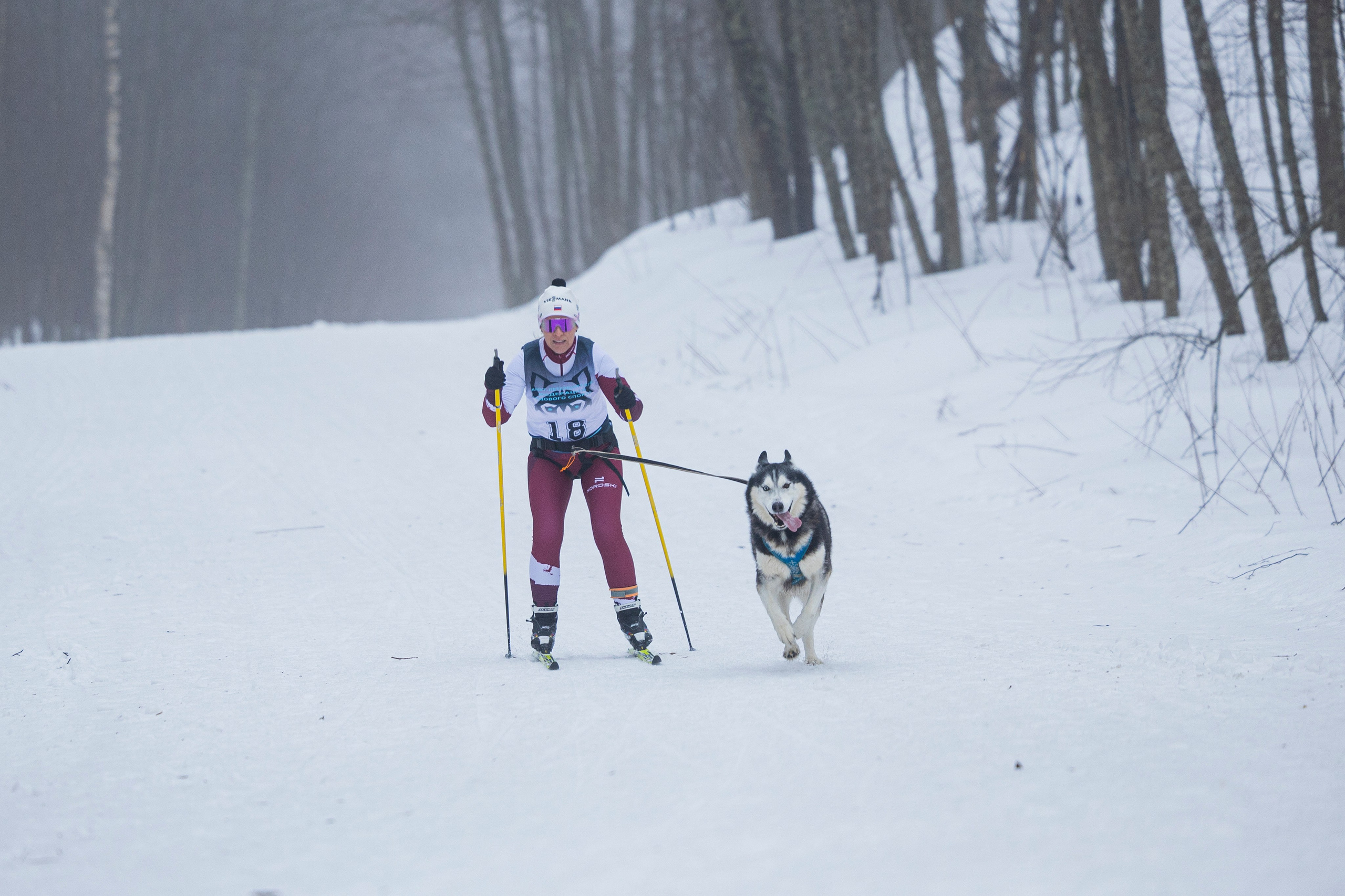 Зимний Чемпионат Санкт-Петербурга по ездовому спорту. Фотограф-анималист Анна Маринич