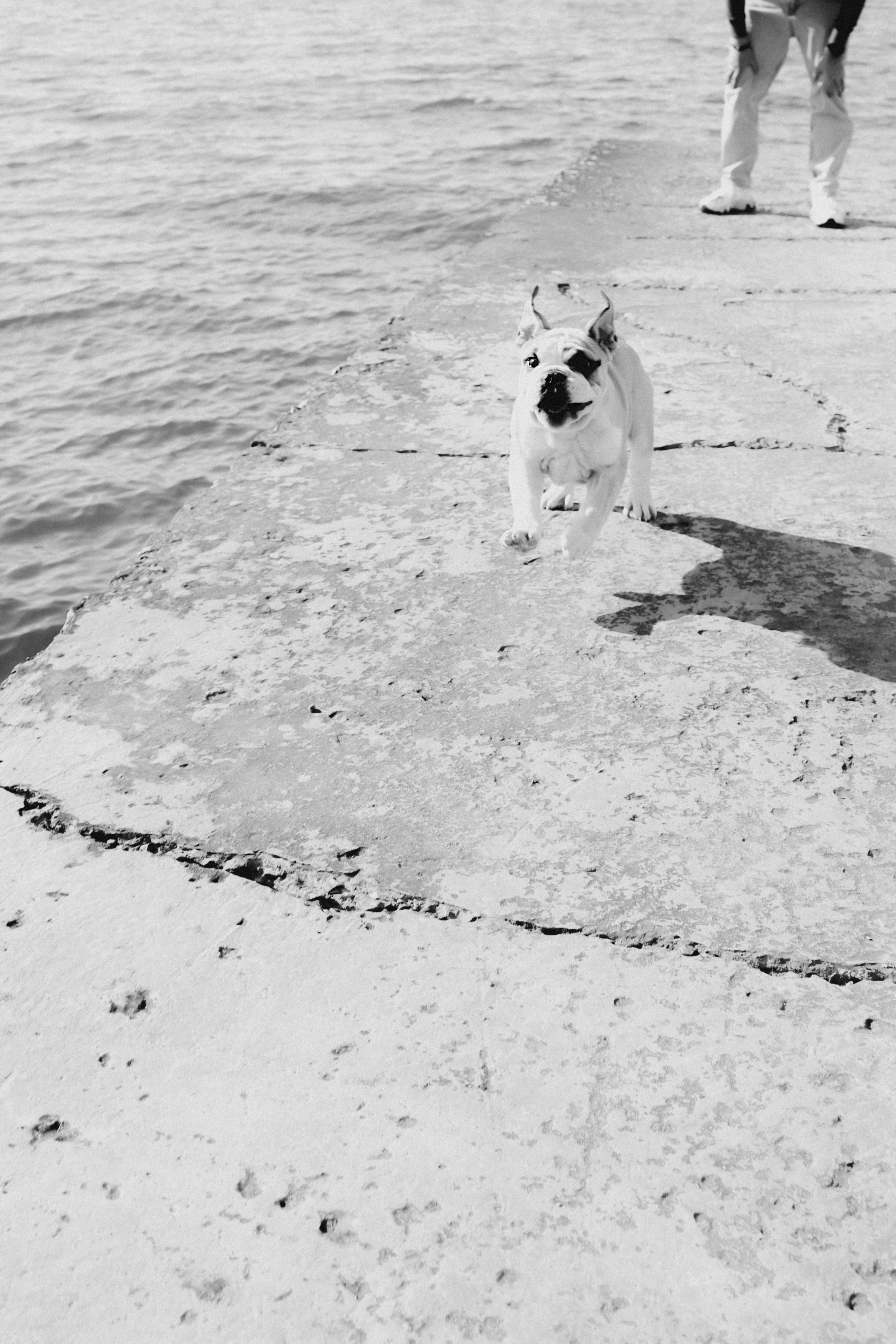 Новый член семьи. Withlovent | Фотограф в Севастополе