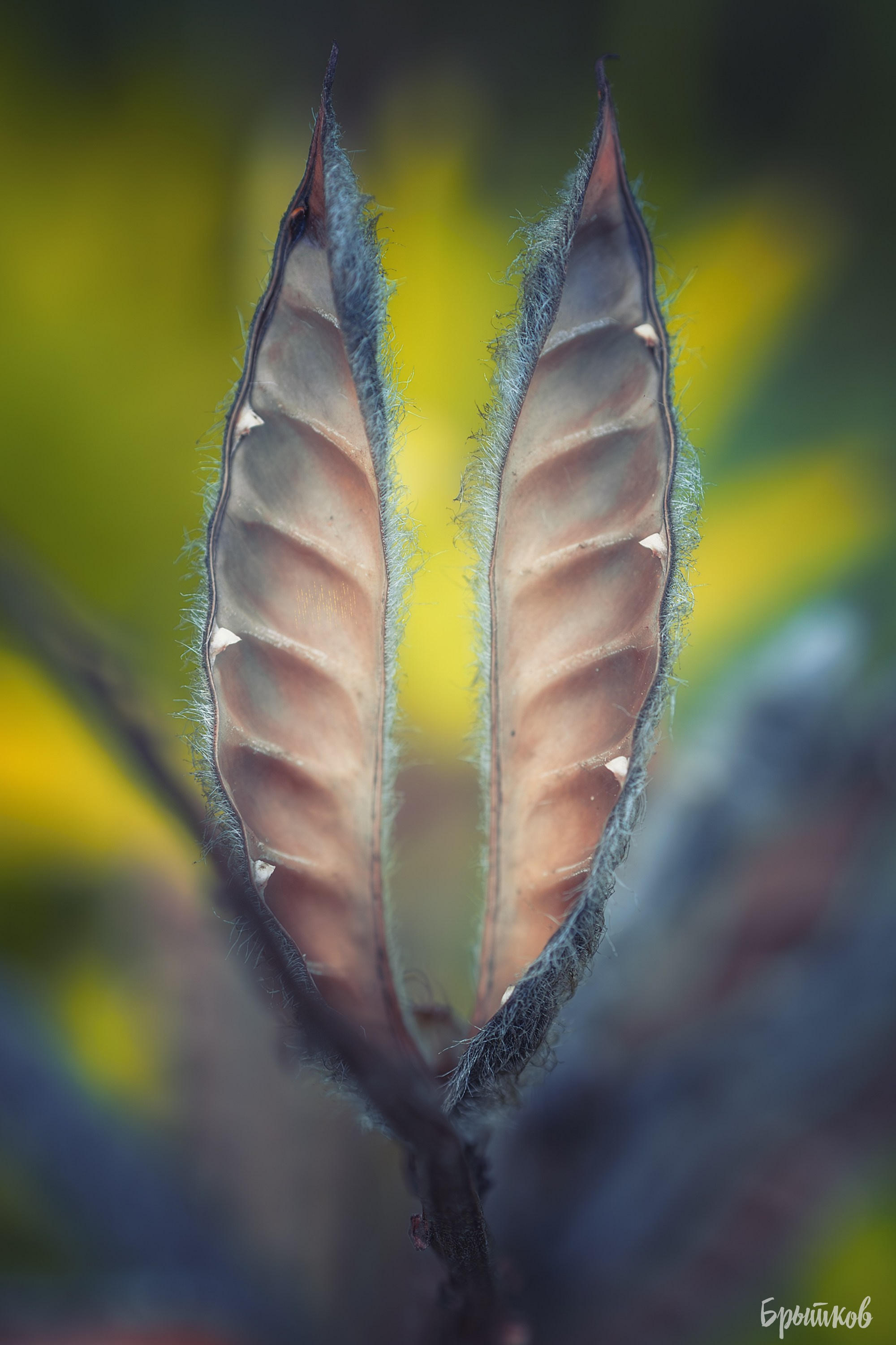 Макрофото. Николай Брытков — фотограф в Туле