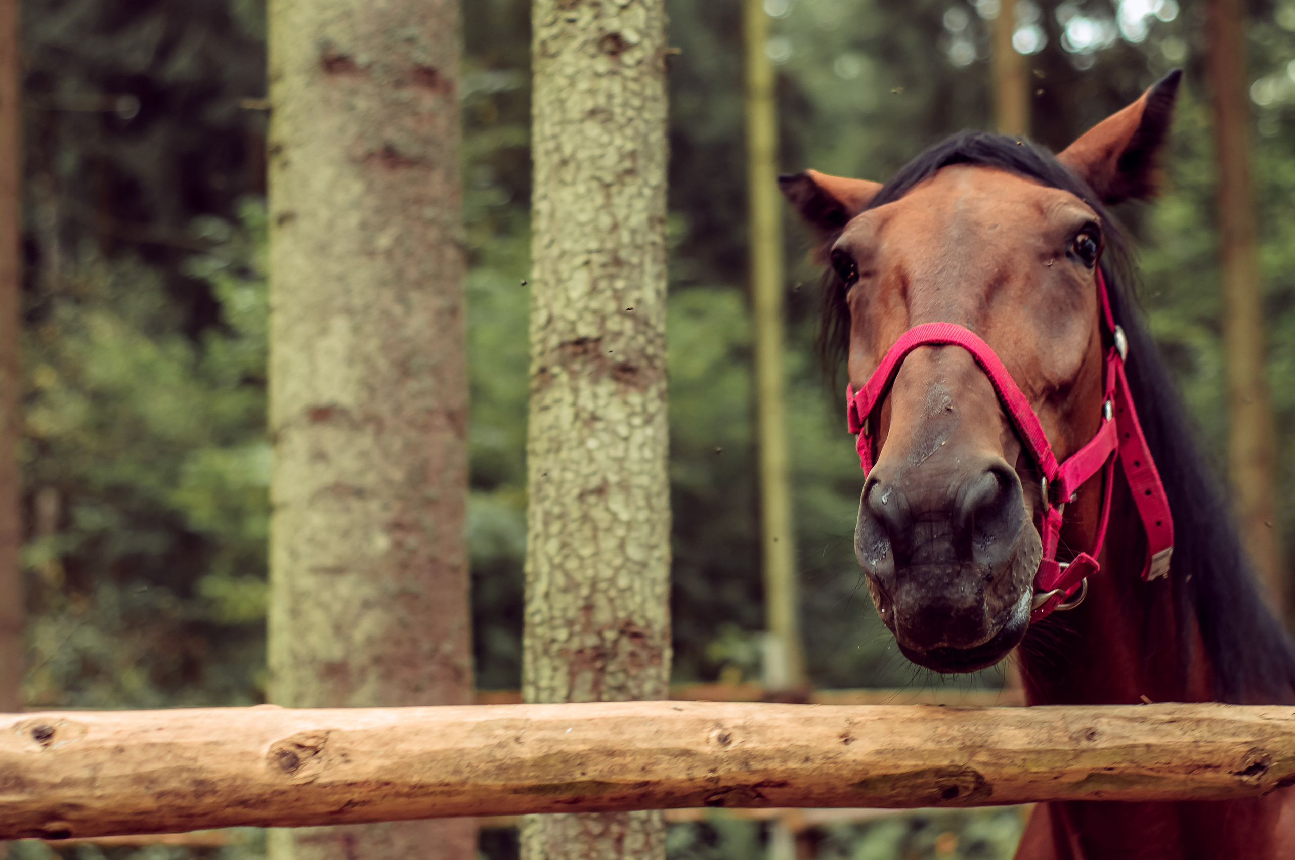 С лошадьми, в фермерском стиле. 🐴. Семейный и детский фотограф в Ярославле, Максимова Светлана