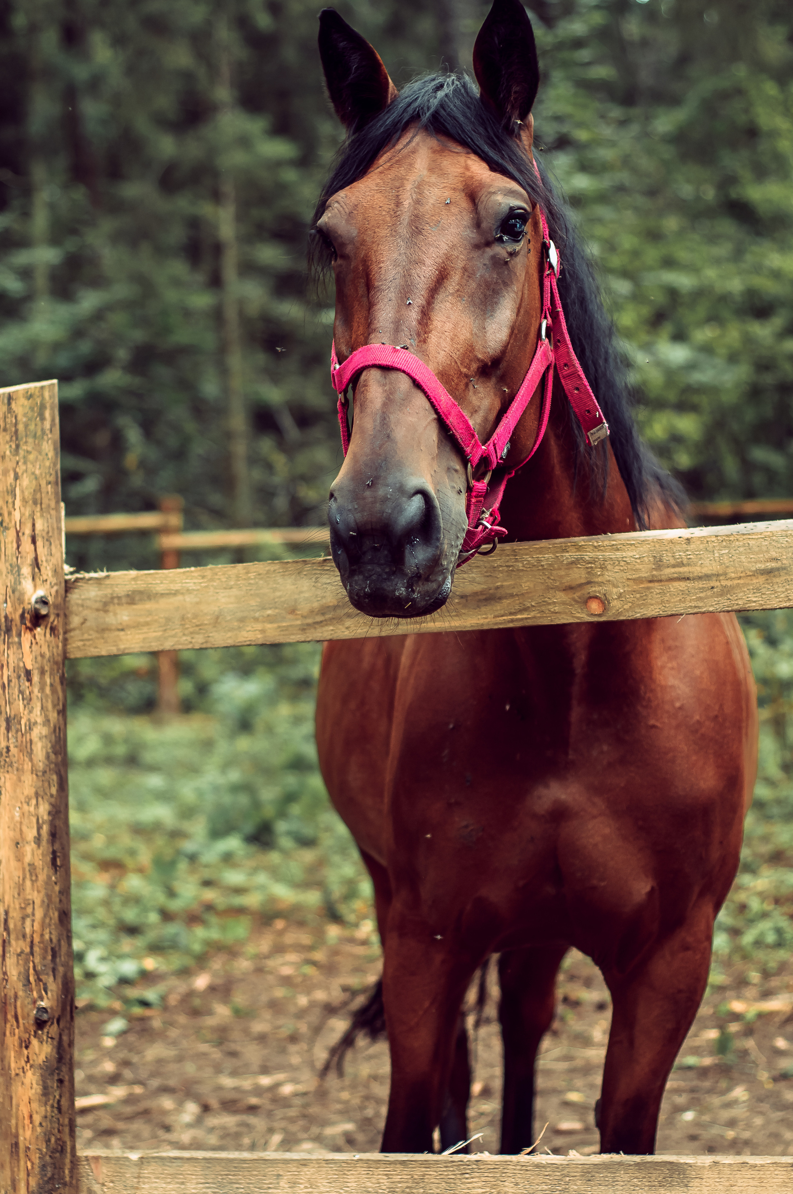 С лошадьми, в фермерском стиле. 🐴. Семейный и детский фотограф в Ярославле, Максимова Светлана