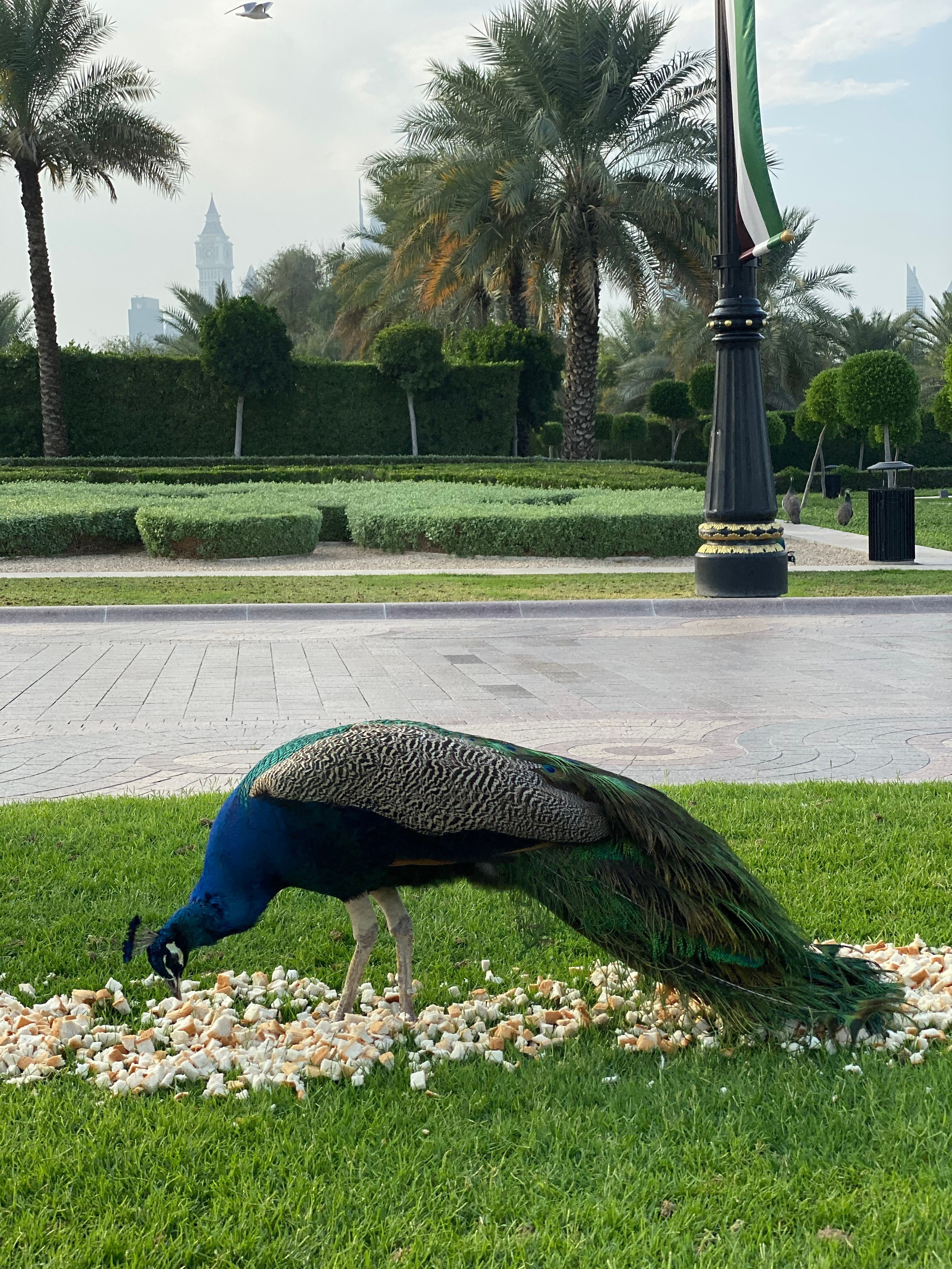 Эмираты — 19. Своя Мастерская