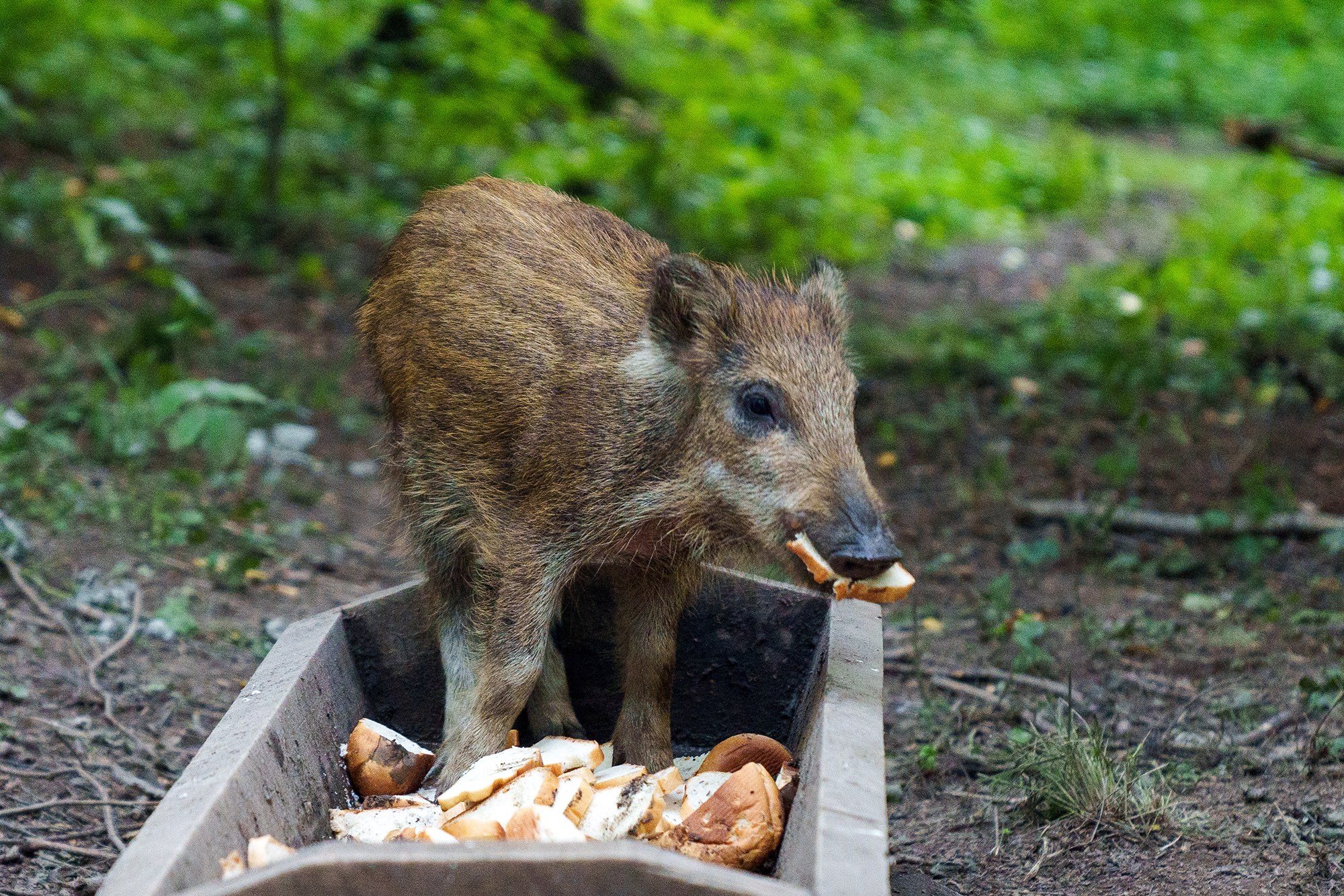 Животные. Ваш личный фотограф Марина Волкова