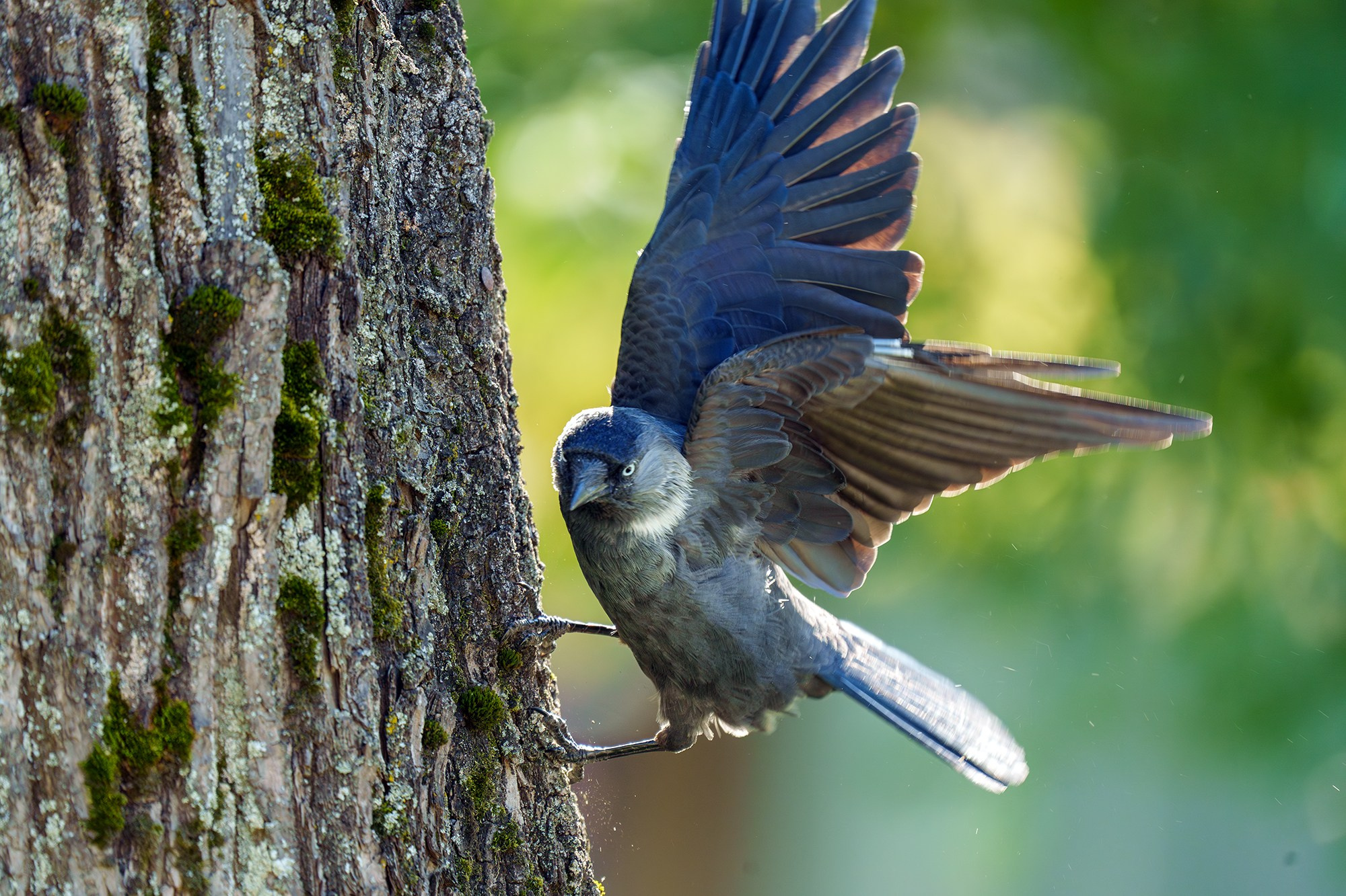Удивительные мир птиц. Вокруг нас столько прекрасного — присмотритесь!. Ваш личный фотограф Марина Волкова