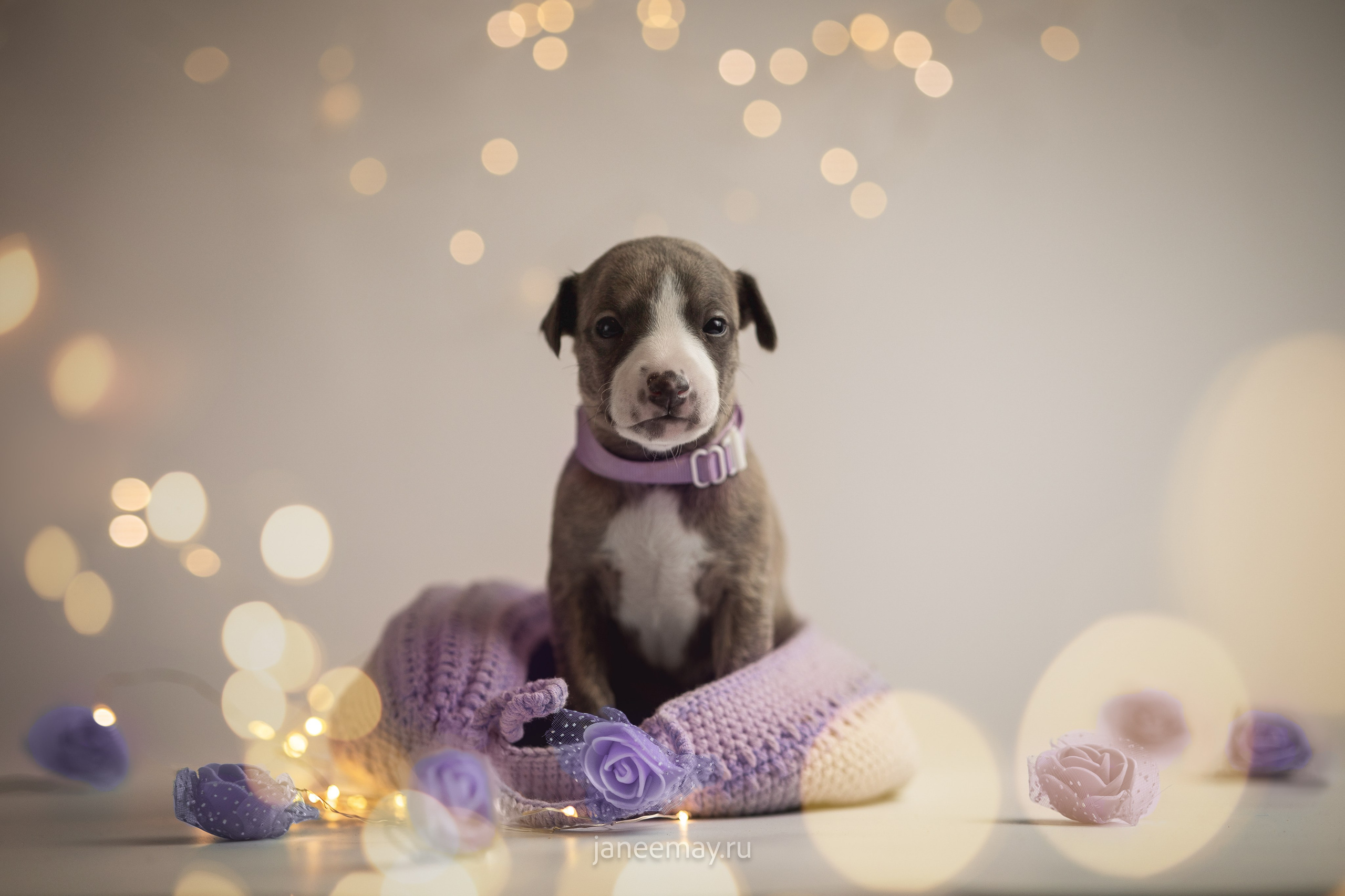 Фотосъемка щенков. Фотограф анималист в Москве Майорова Евгения