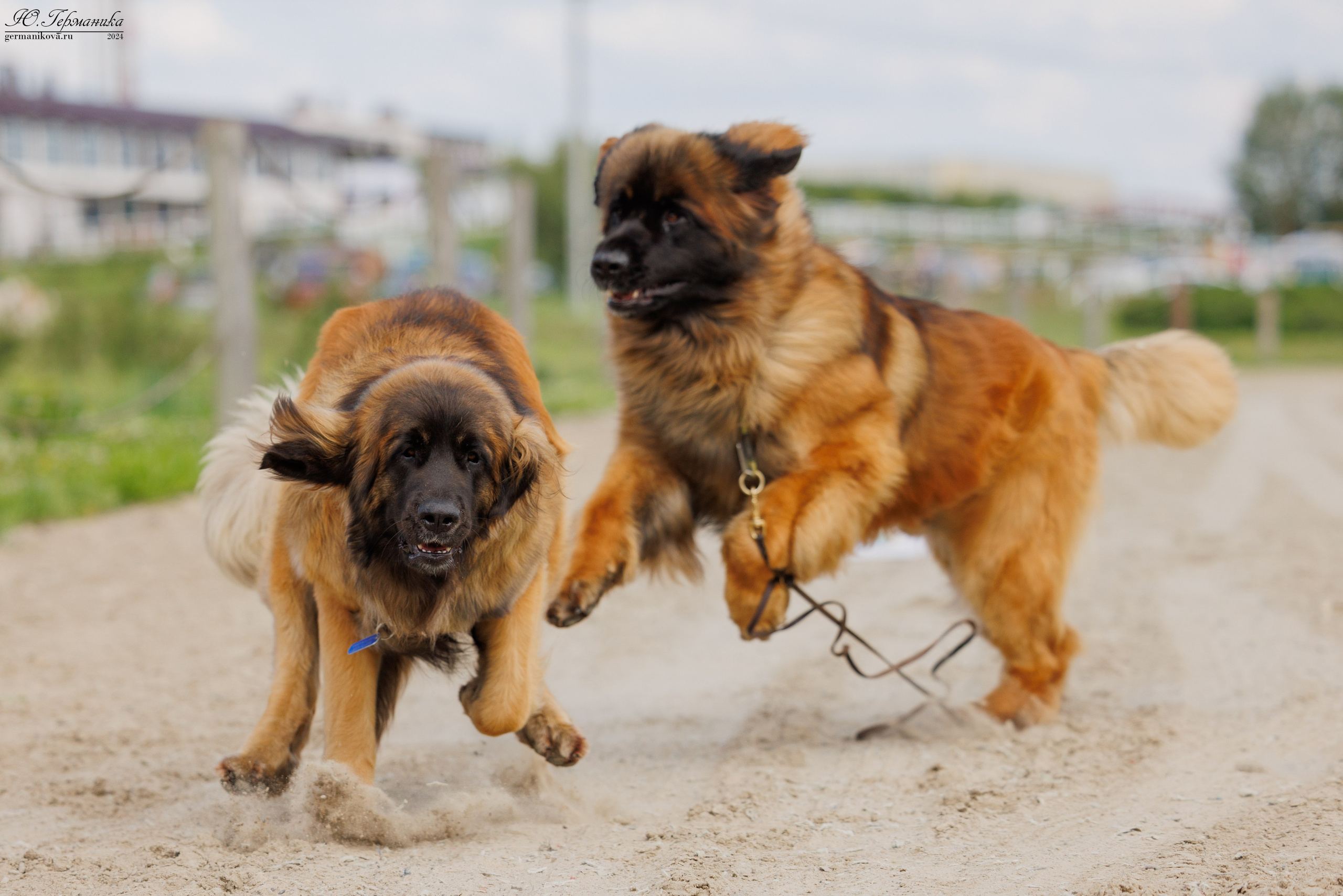 РОССИЯ 8-9.06.2024. Фотограф-анималист Юлия Германика