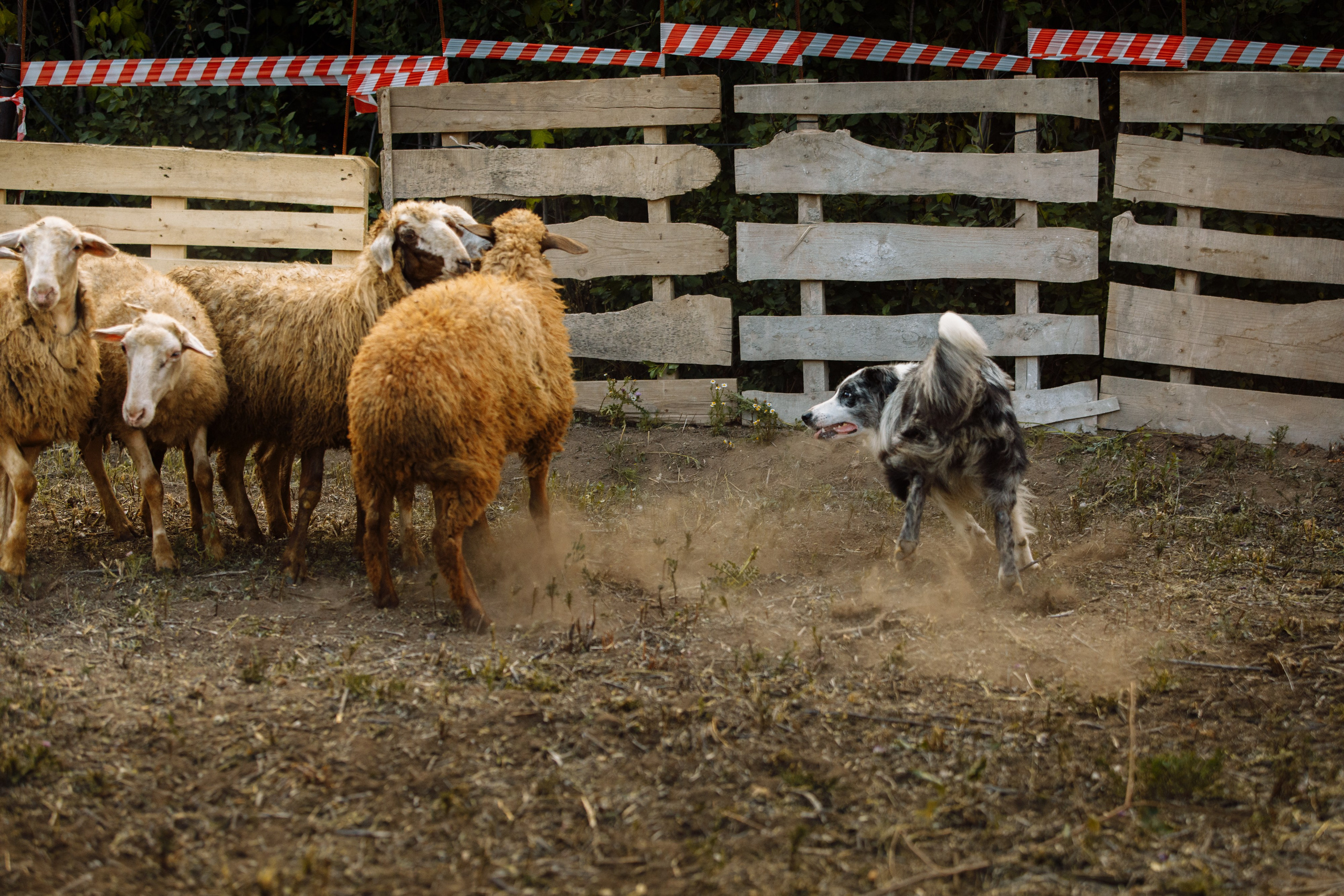 Овечий день. О нас