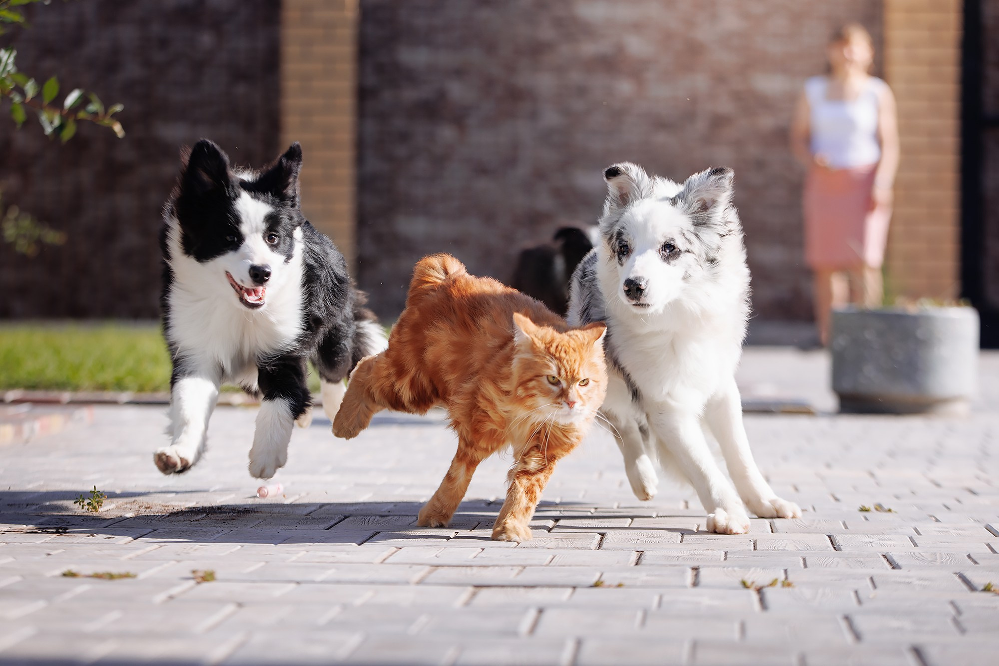 Трава у дома. О нас