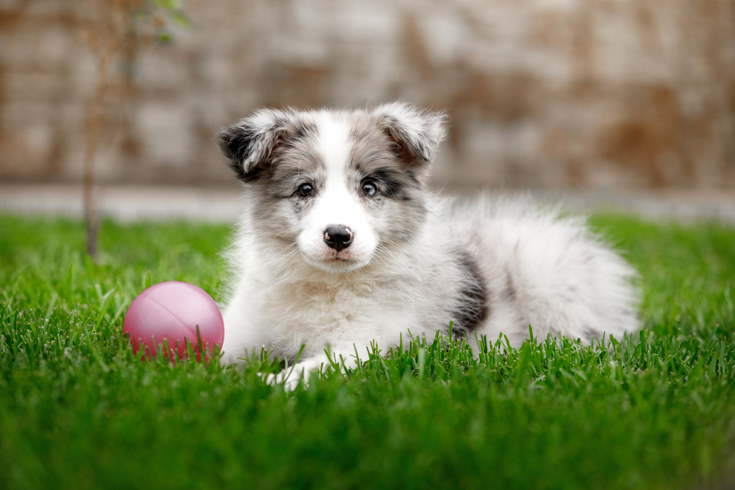 Болтовня в саду. О нас