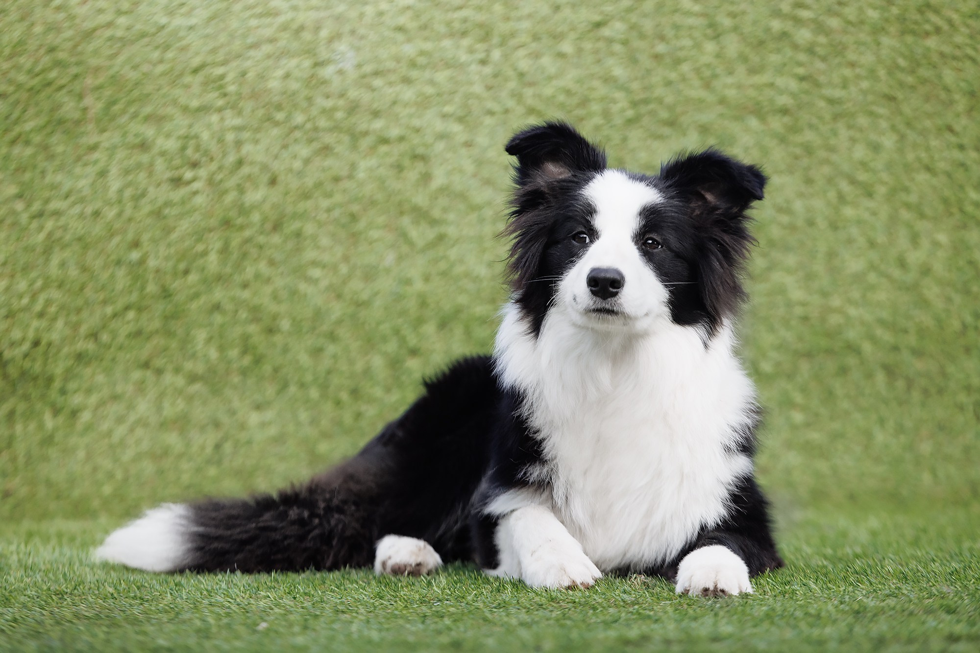 Трава у дома. О нас