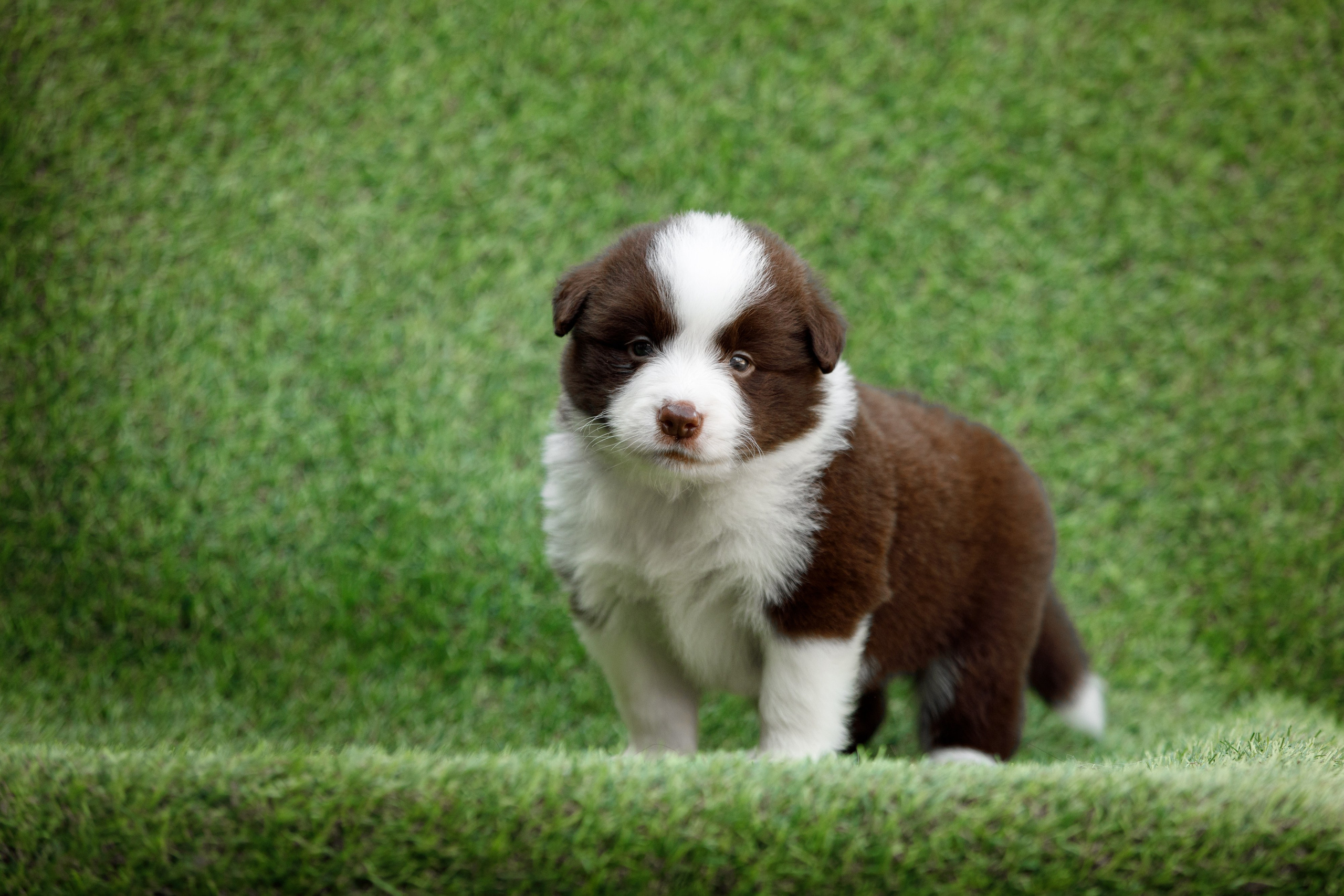 Смешарики. О нас