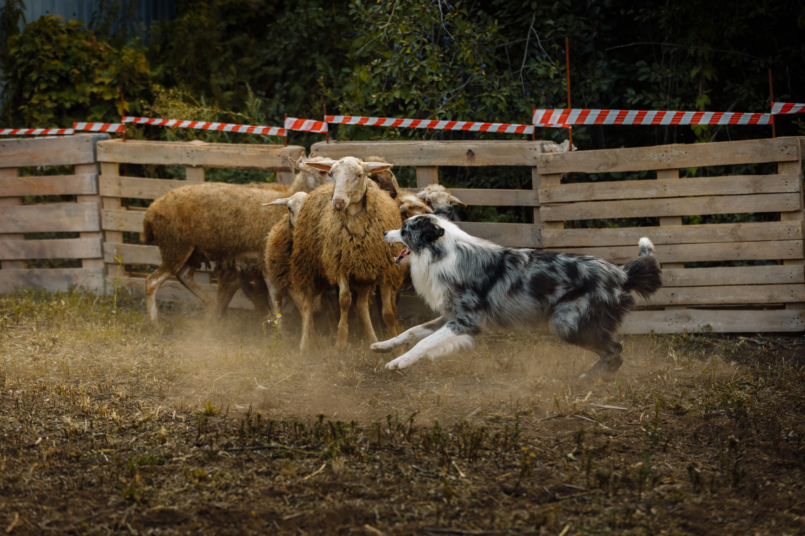 Овечий день. О нас