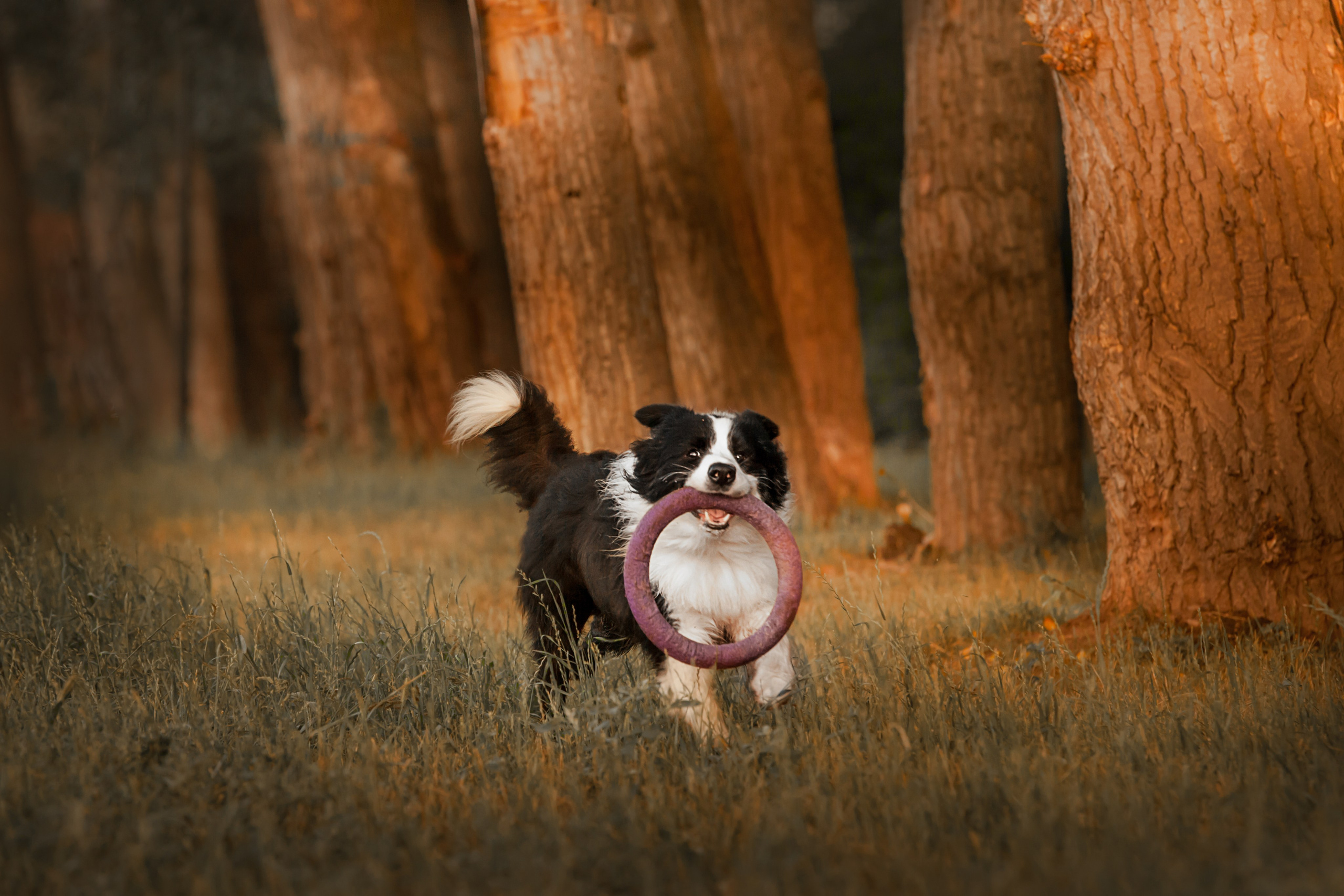 Сочный рассвет, на который решились. О нас