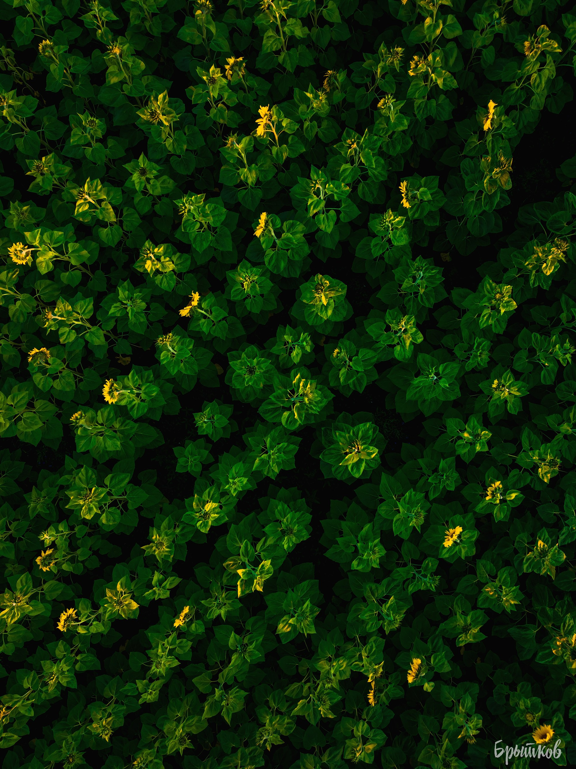 Поля. Подсолнухи. Николай Брытков — фотограф в Туле