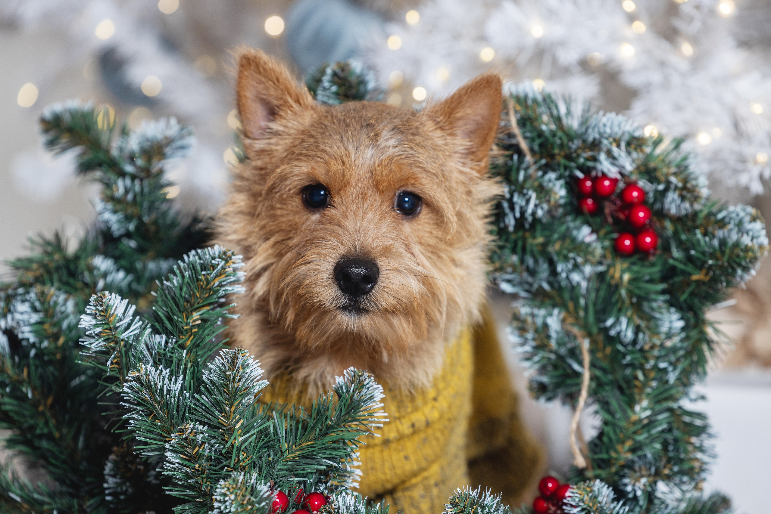 Фотограф Алена Звездина