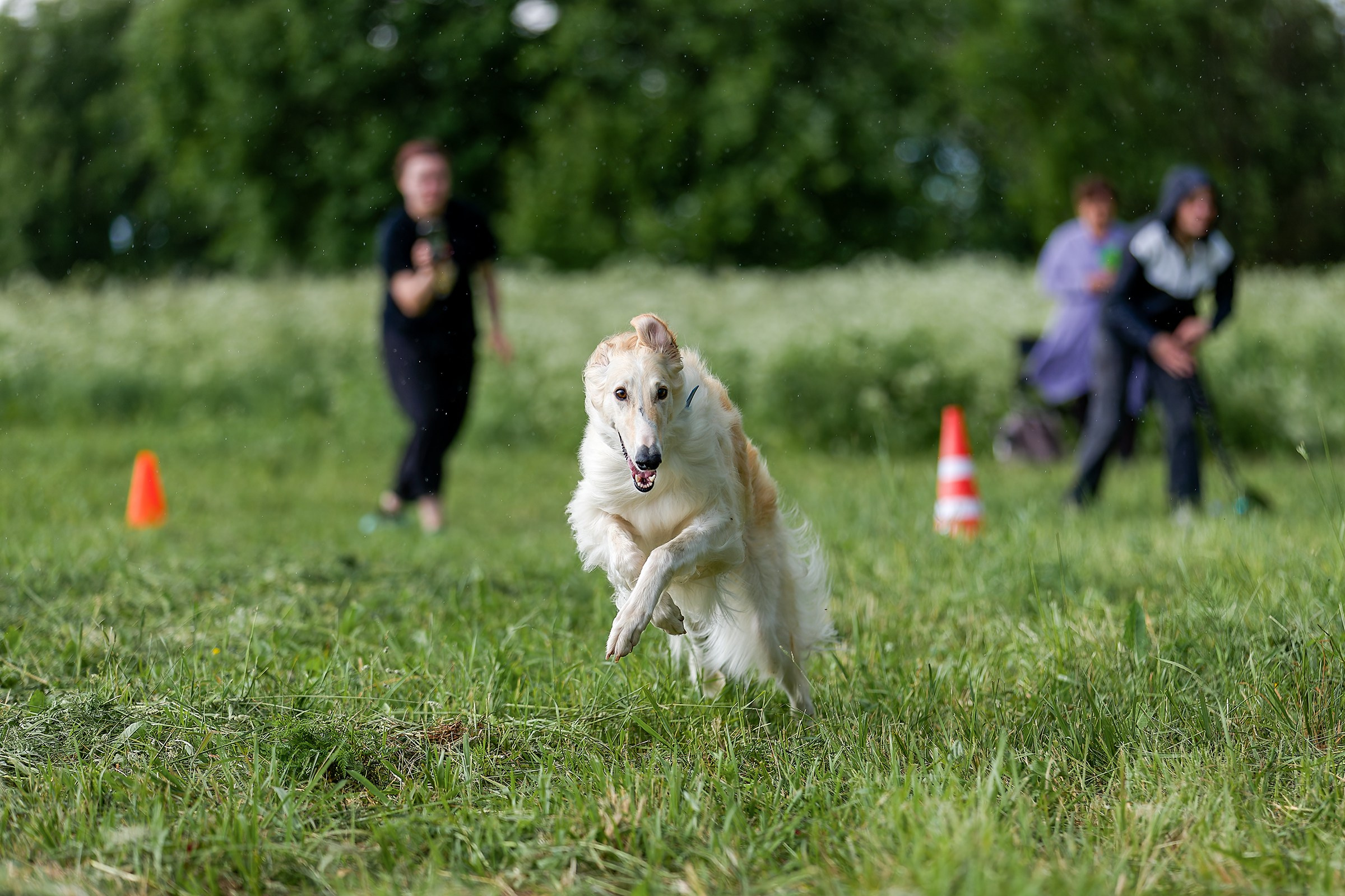 Чемпионат по курсингу июнь 2026. Irenephoto.ru