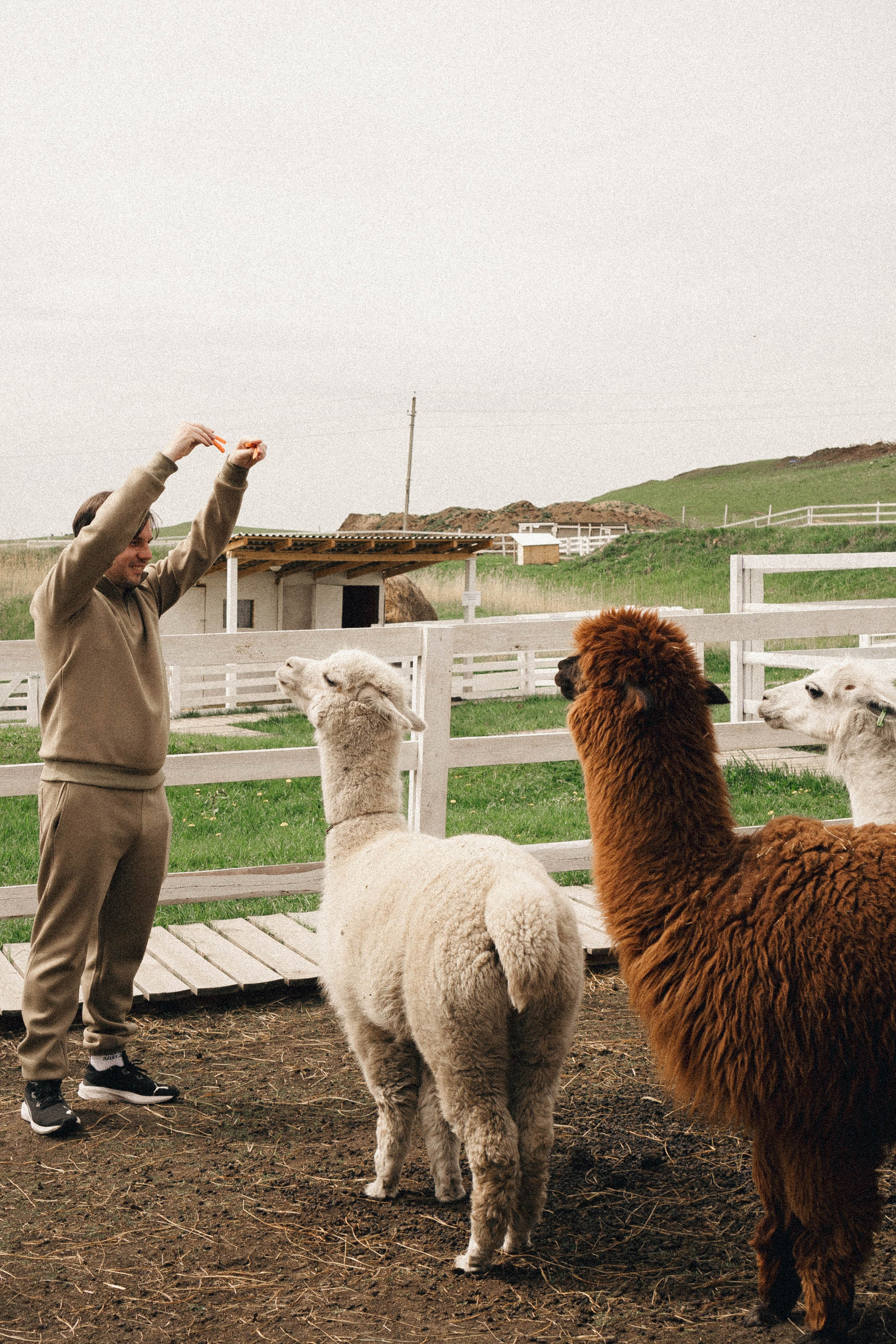 Ферма Альпак. Профессиональный фотограф, Санкт-Петербург — Виктория Богомолова