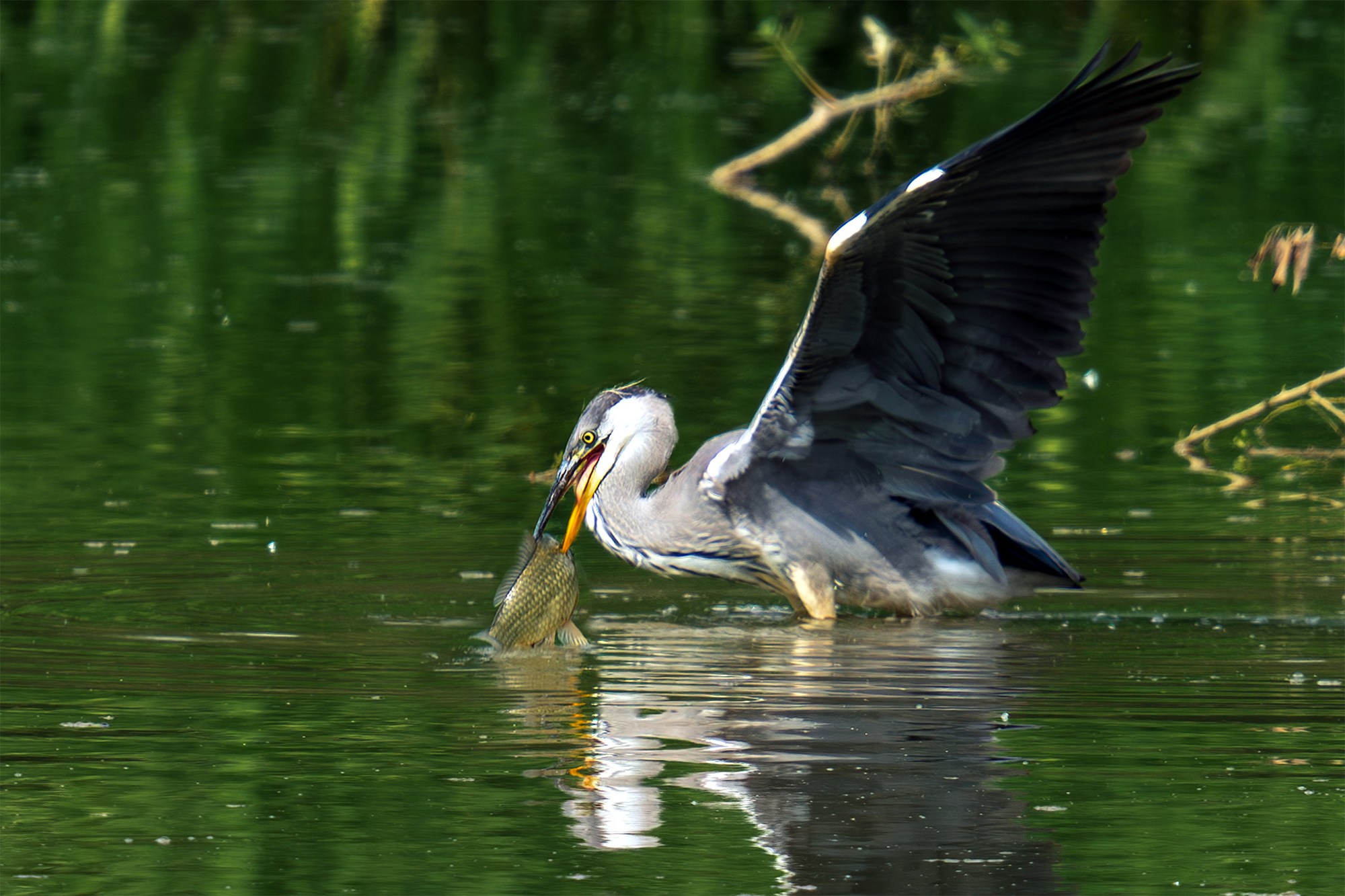 Удивительные мир птиц. Вокруг нас столько прекрасного — присмотритесь!. Ваш личный фотограф Марина Волкова