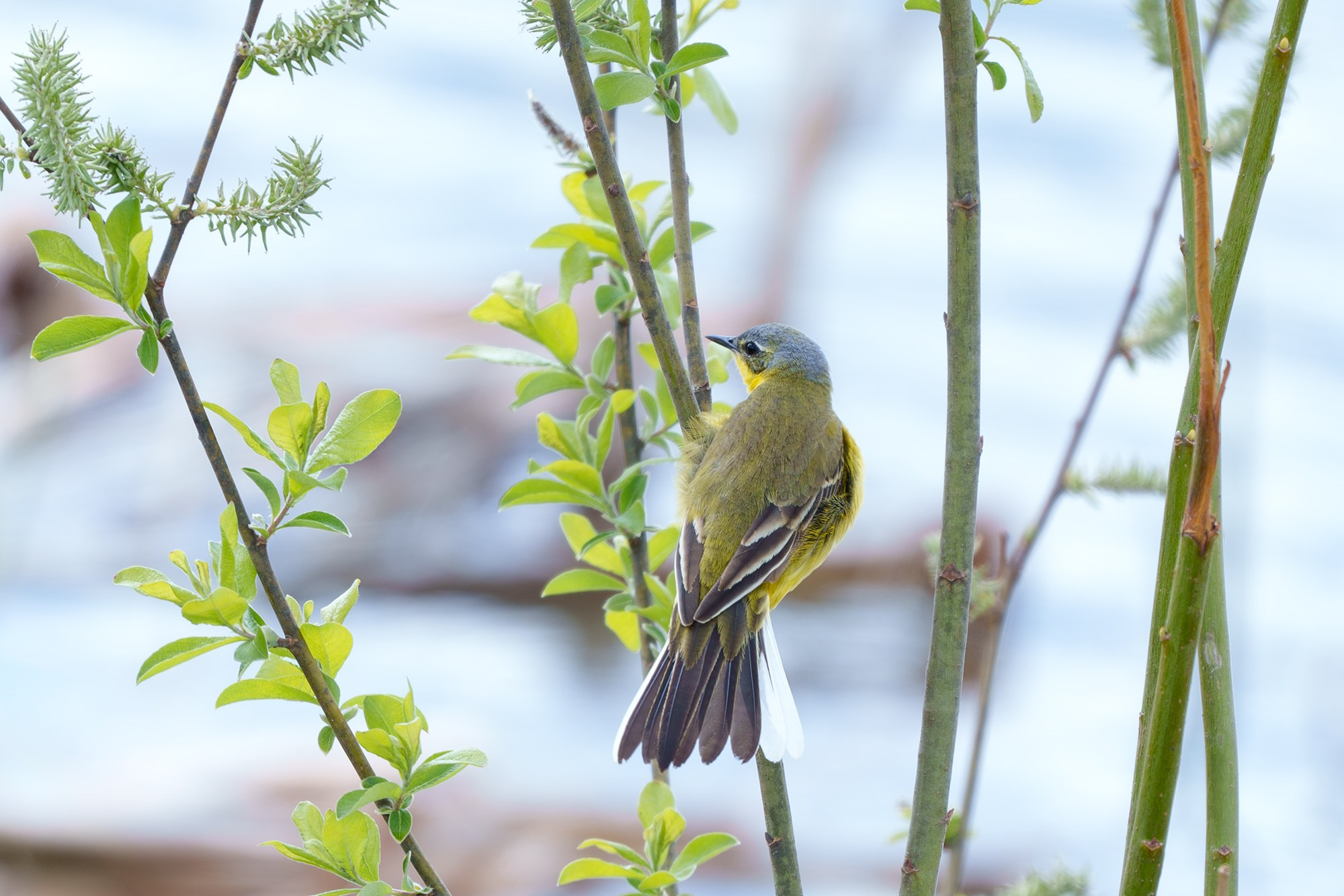 Удивительные мир птиц. Вокруг нас столько прекрасного — присмотритесь!. Ваш личный фотограф Марина Волкова