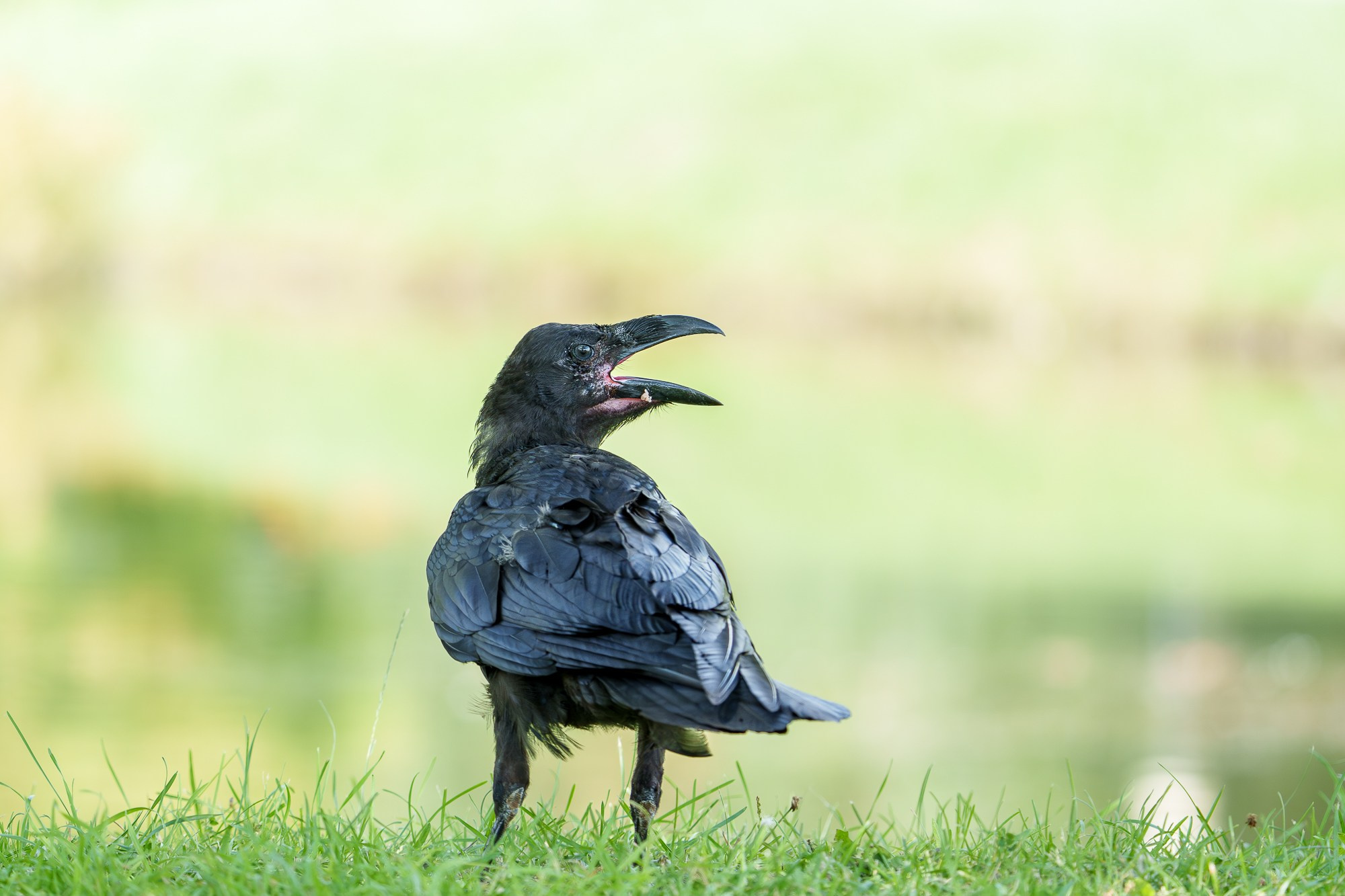 Удивительные мир птиц. Вокруг нас столько прекрасного — присмотритесь!. Ваш личный фотограф Марина Волкова