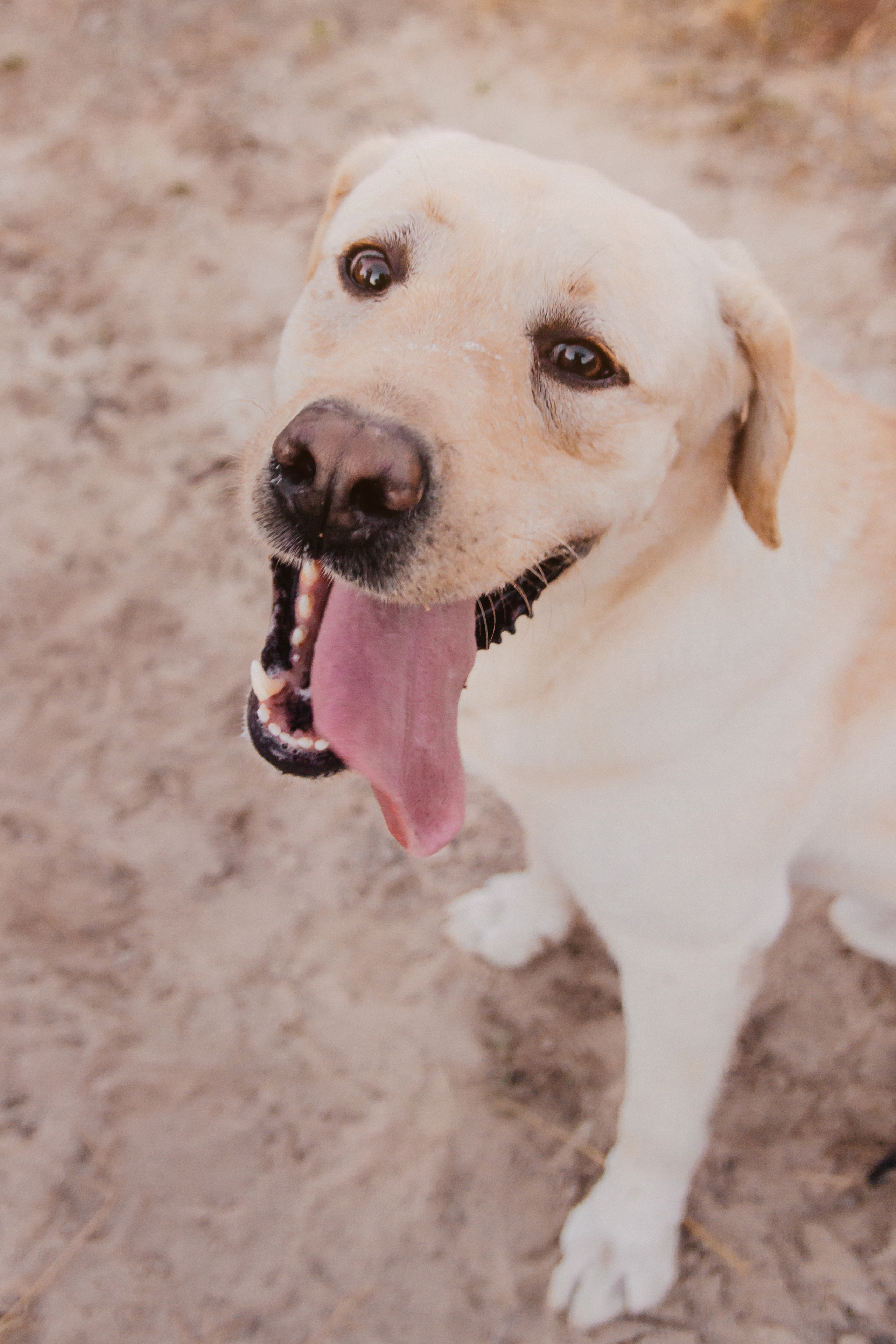 Друг. Свадебный семейный фотограф и видеограф Гомель Минск Беларусь Европа