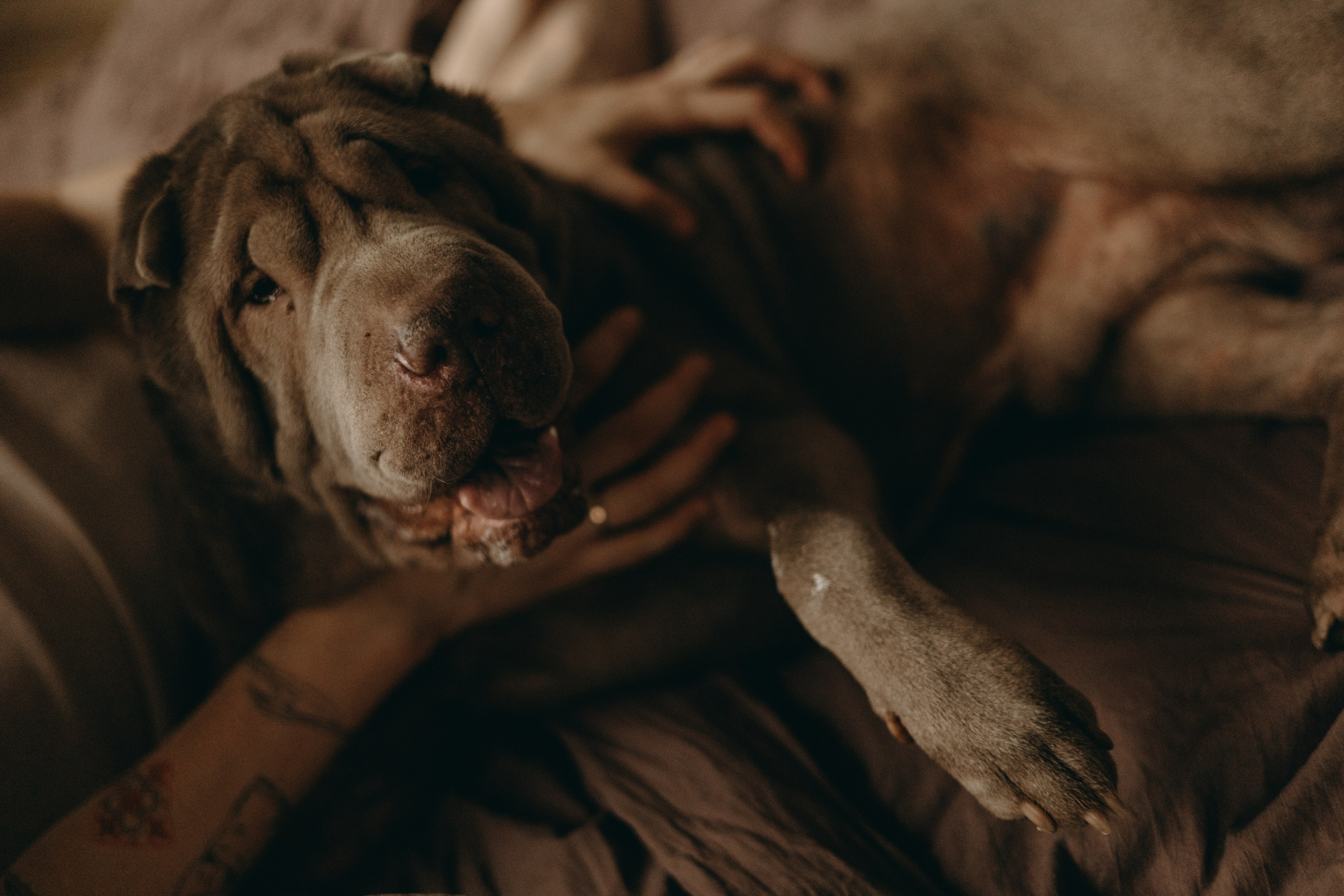 Ульяна и Вагнер. Фотограф — Анималист | Санкт-Петербург