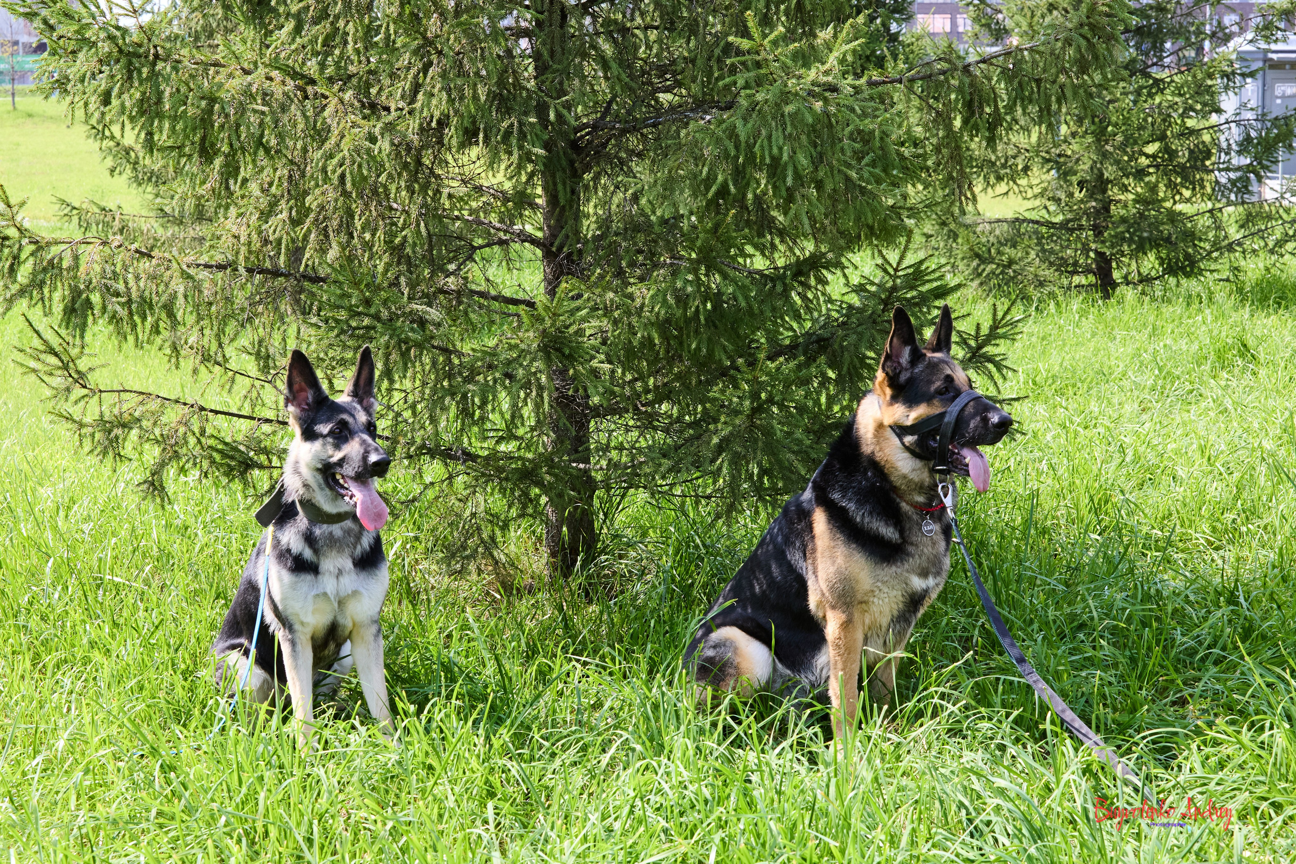 Проект фотопрогулка с хвостиком. Buyvolenko Andrey